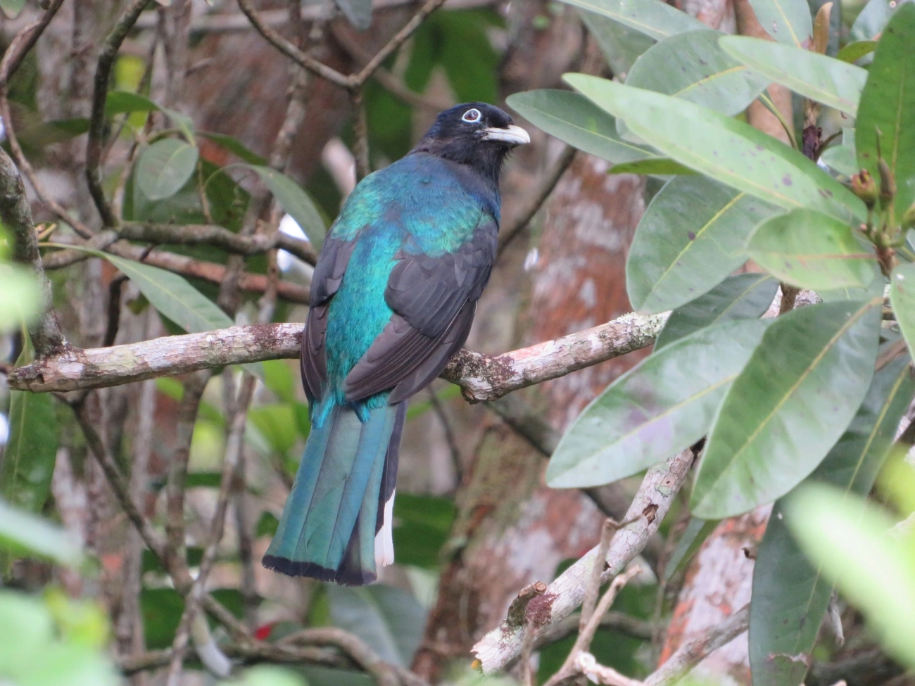 Surucuá-de-barriga-amarela (Trogon viridis), aves, fotografado em Maresias, São Sebastião