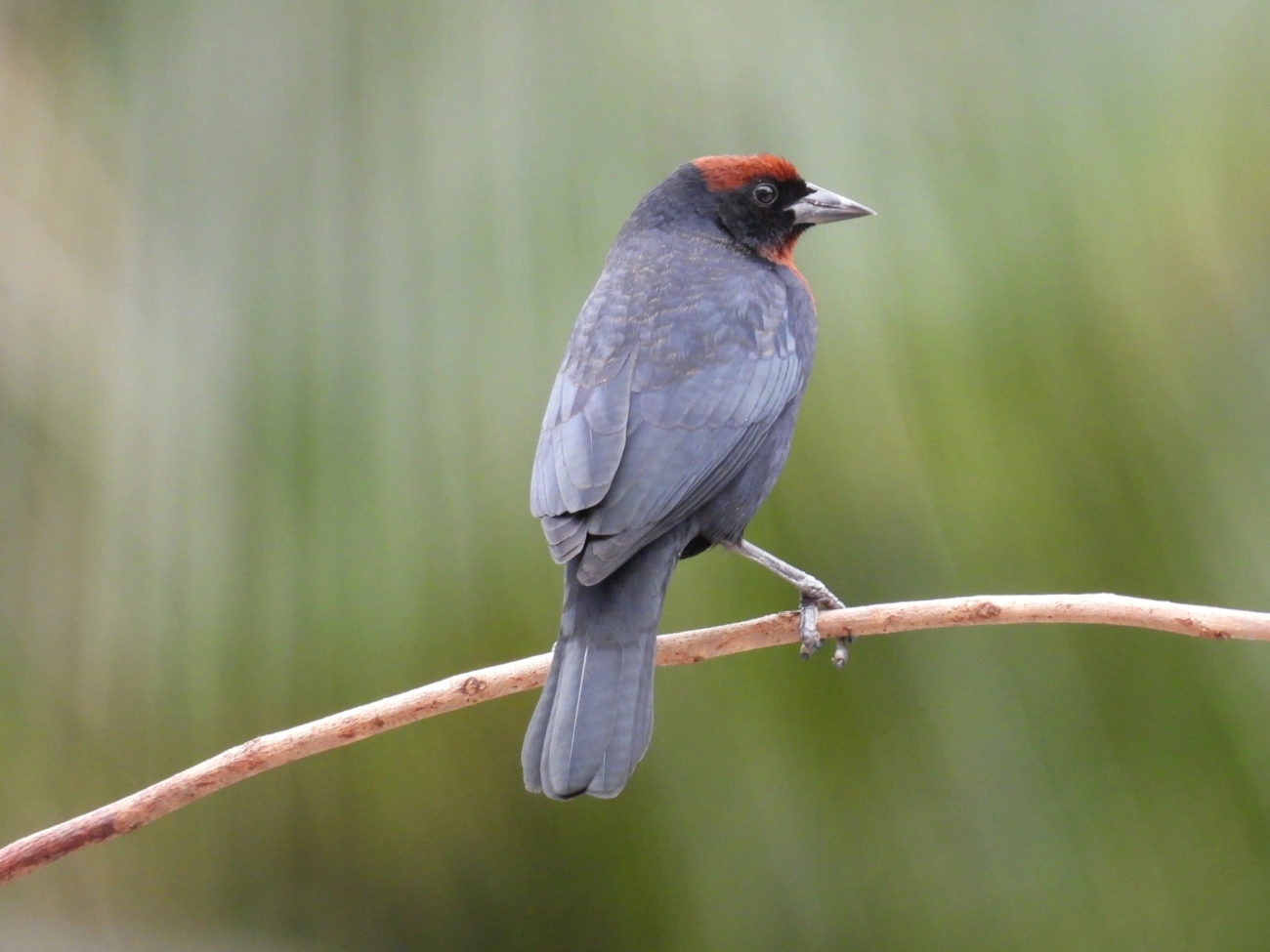 Garibaldi (Chrysomus ruficapillus), aves, fotografado em Maresias, São Sebastião