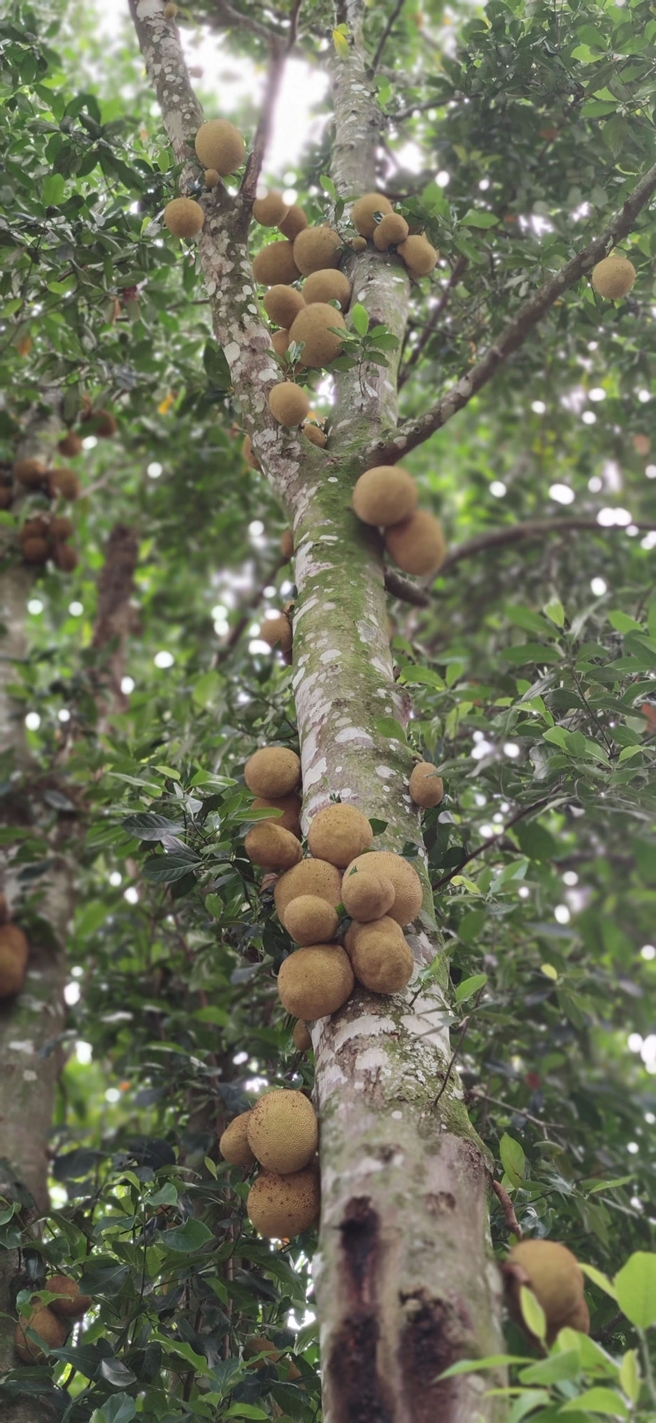 Jaca (Artocarpus heterophyllus), plantas, fotografado em Caraguatatuba