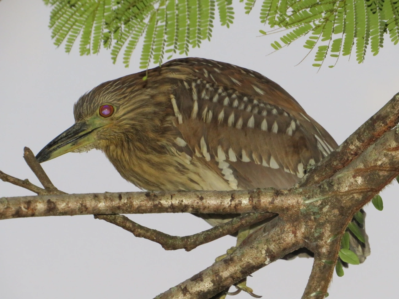 Socó-dorminhoco (Nycticorax nycticorax), aves, fotografado em Caraguatatuba