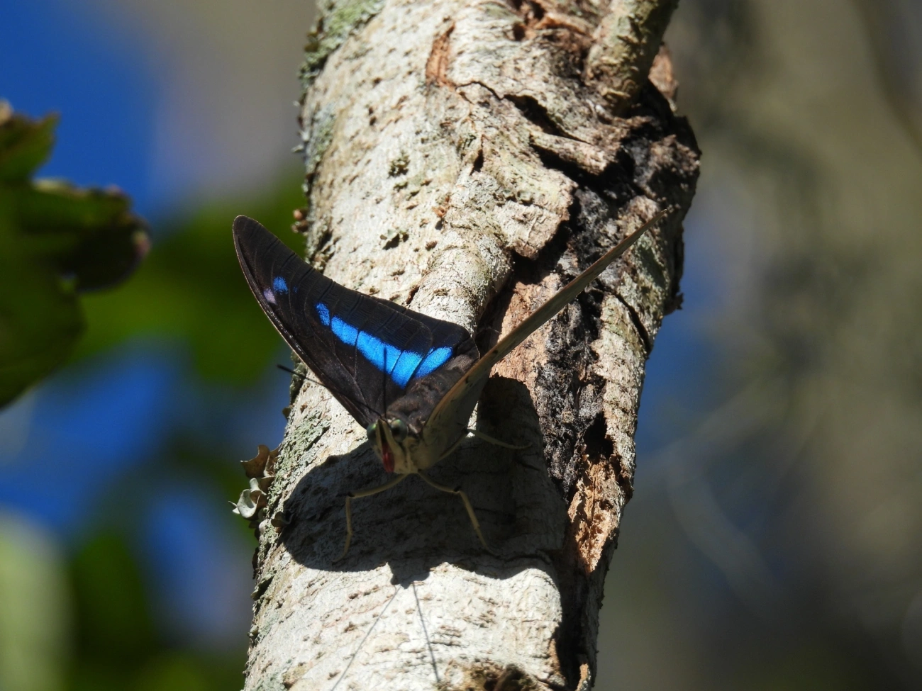 Prepona-de-um-ponto (Archaeoprepona demophon), insetos, fotografado em Centro, São Sebastião