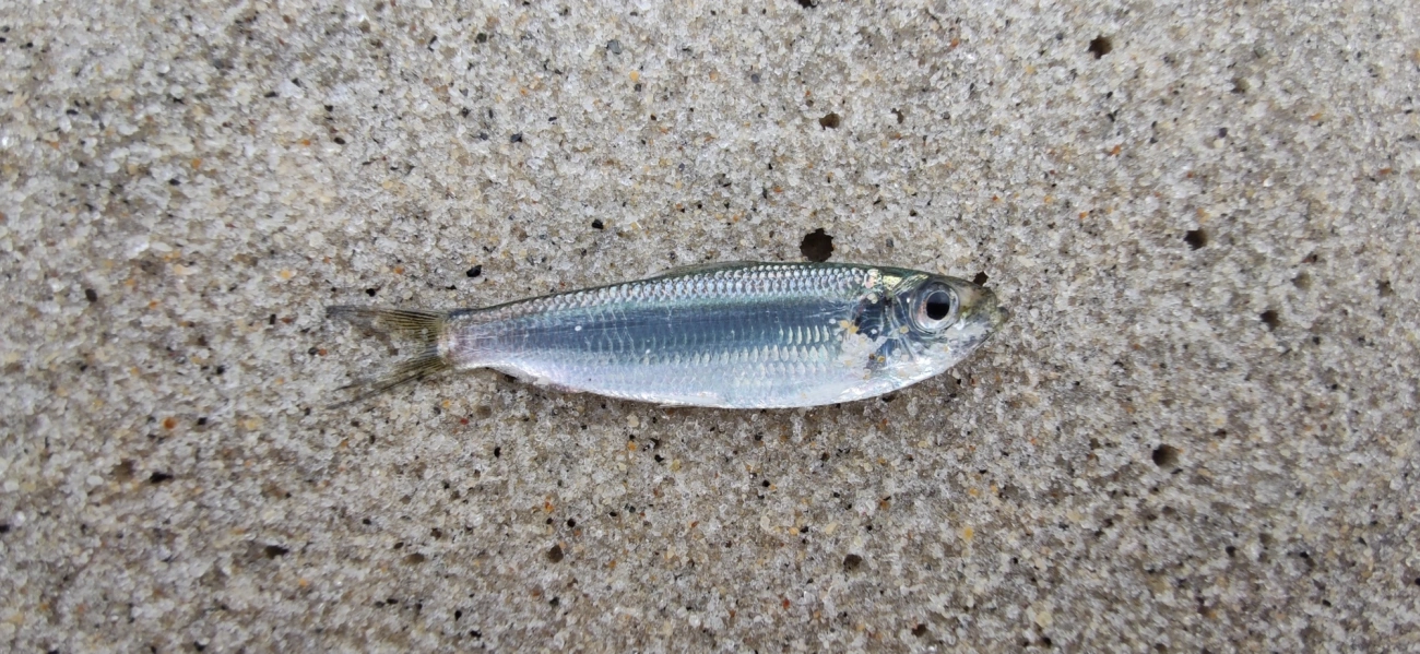 Harengula, peixes, fotografado em Maresias, São Sebastião