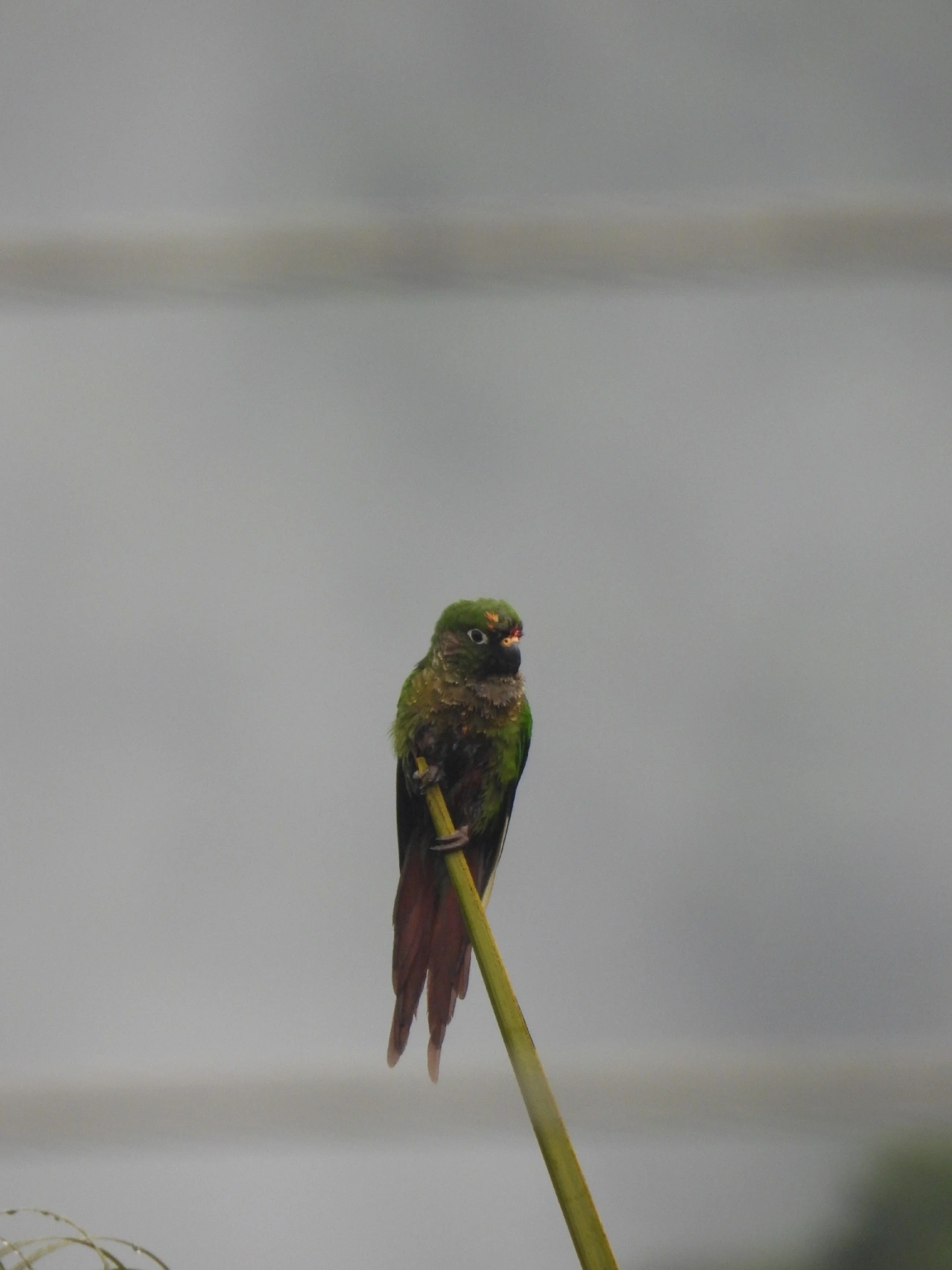Tiriba-de-testa-vermelha (Pyrrhura frontalis), aves, fotografado em Maresias, São Sebastião