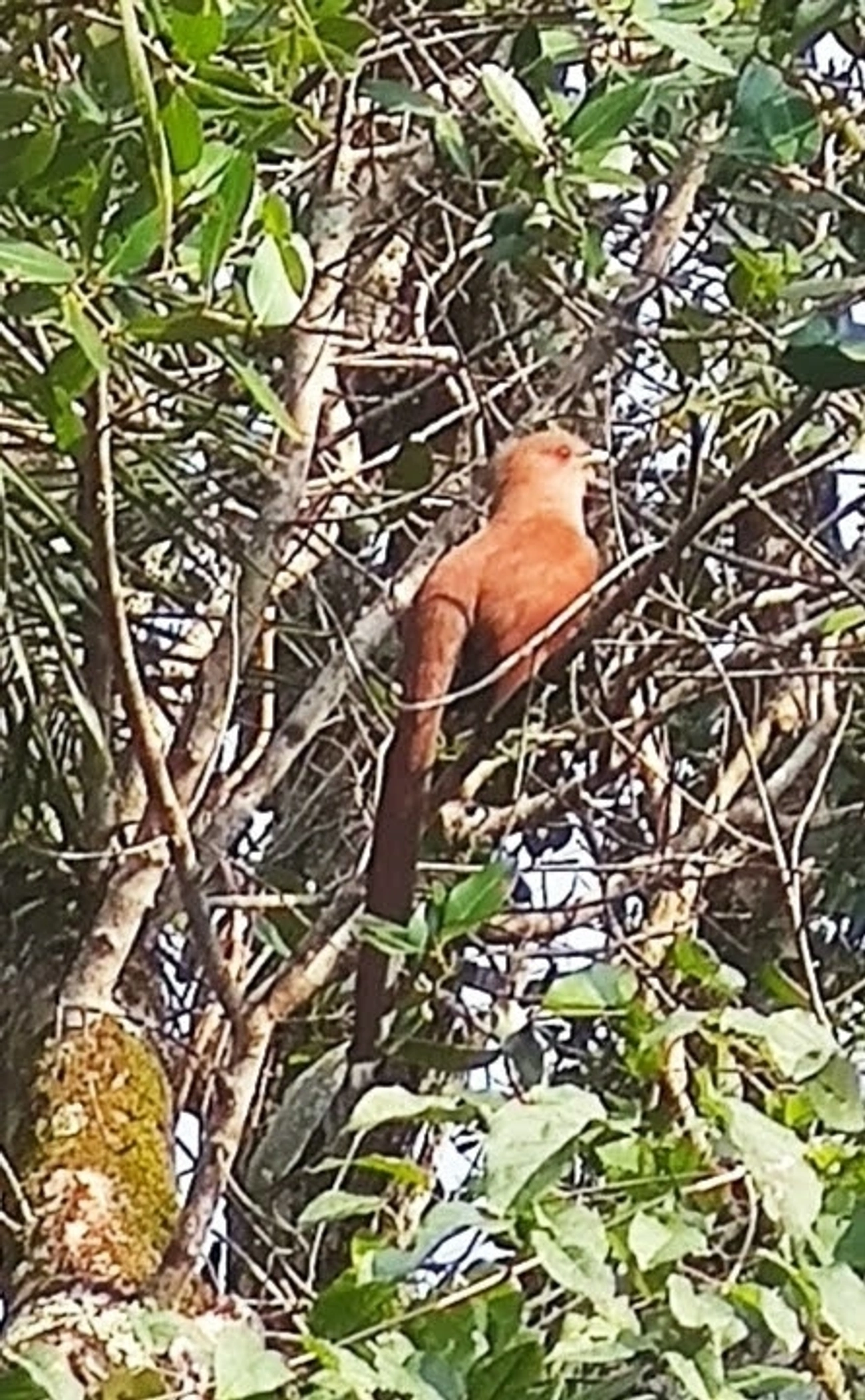 Alma-de-gato (Piaya cayana), aves, fotografado em Maresias, São Sebastião