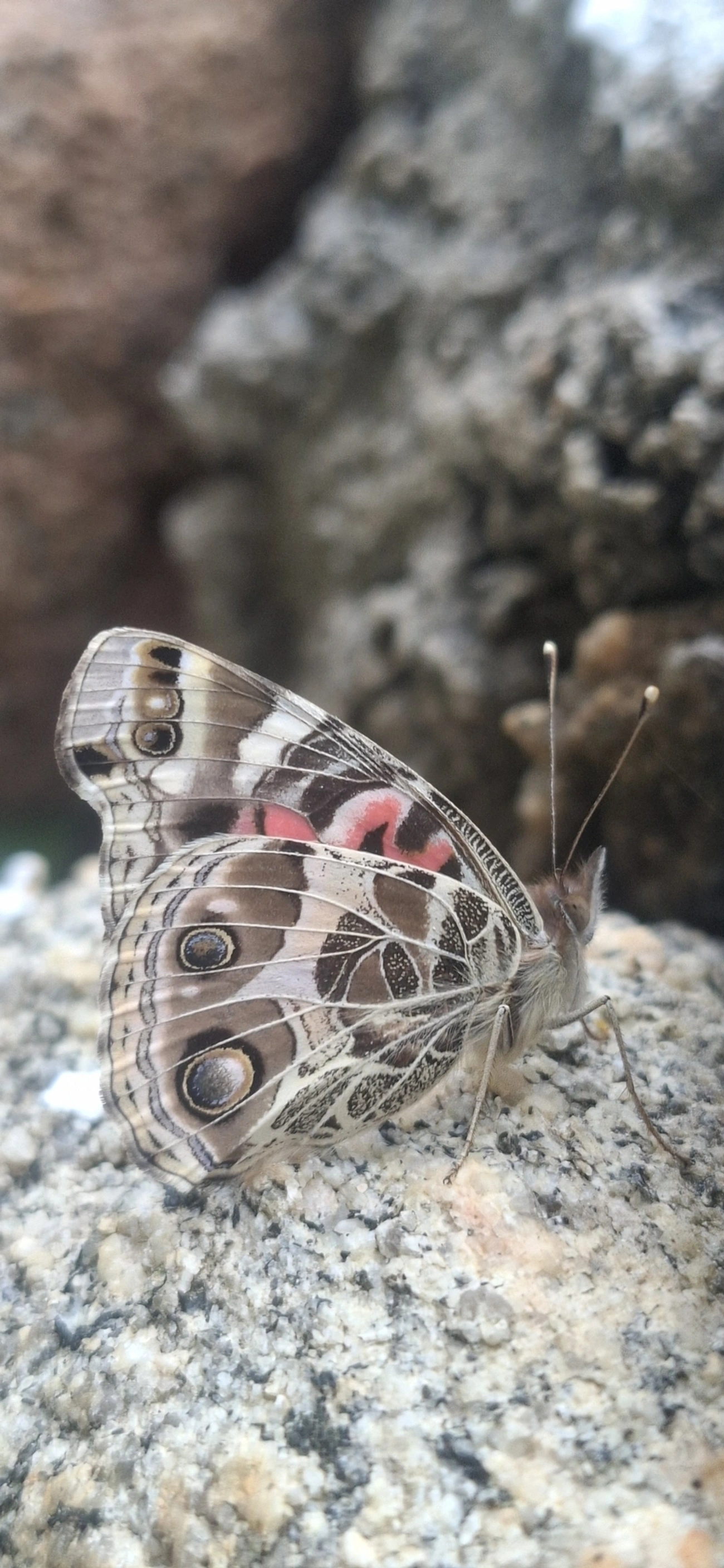 Dama-pintada-brasileira (Vanessa braziliensis), insetos, fotografado em Maresias, São Sebastião