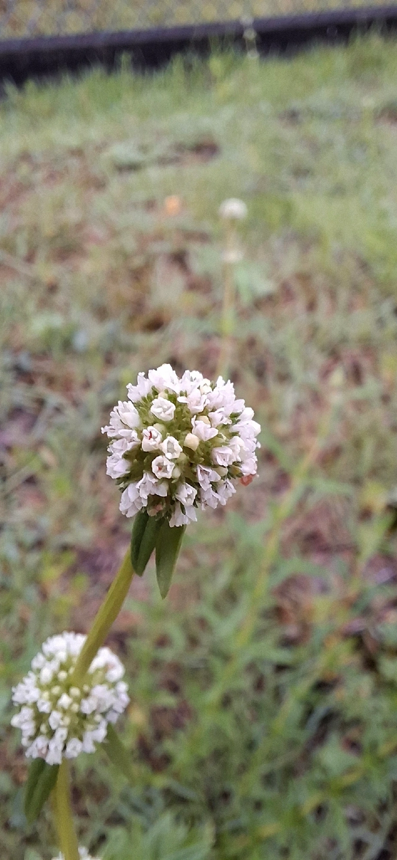 Vassourinha-de-botão (Spermacoce verticillata), plantas, fotografado em Maresias, São Sebastião