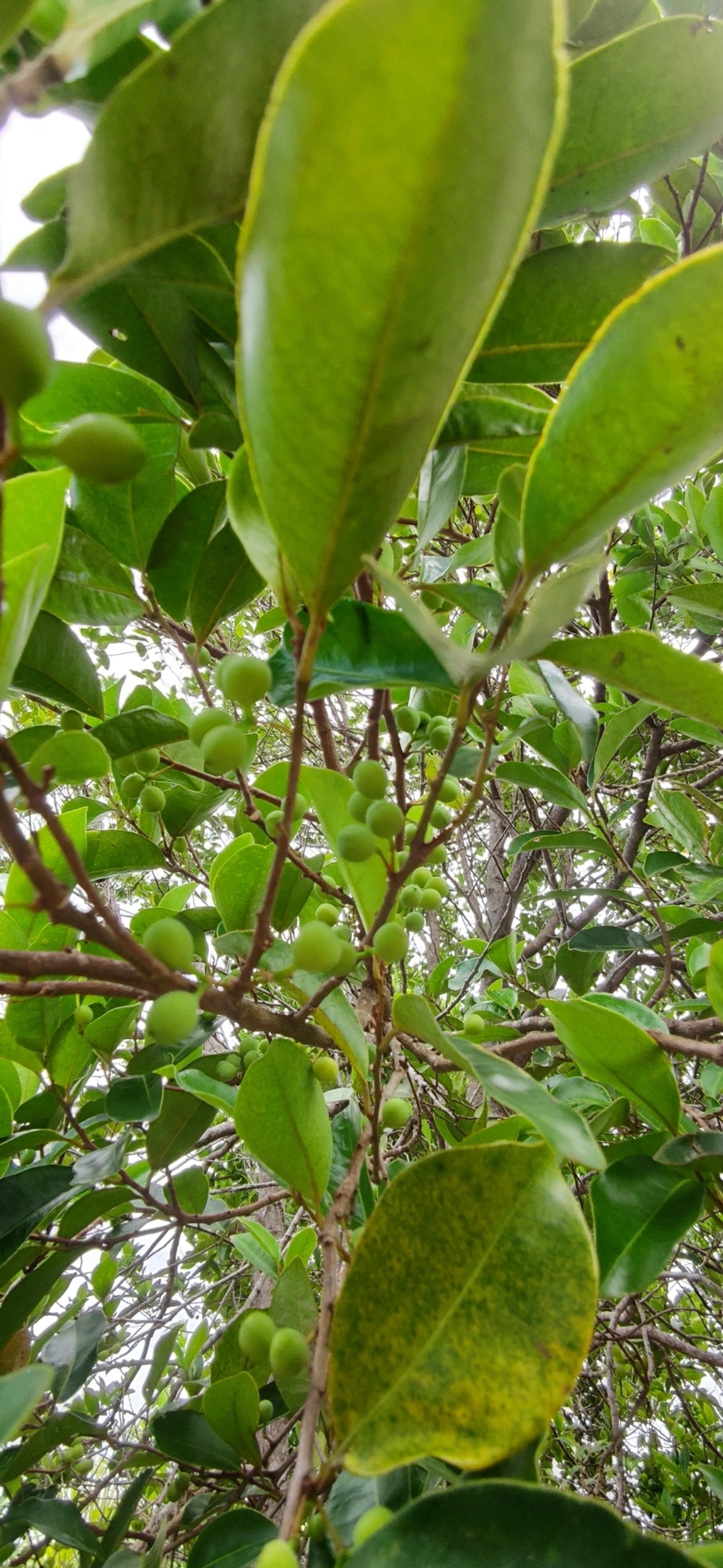 Figueira microcarpa (Ficus microcarpa), plantas, fotografado em Paúba, São Sebastião