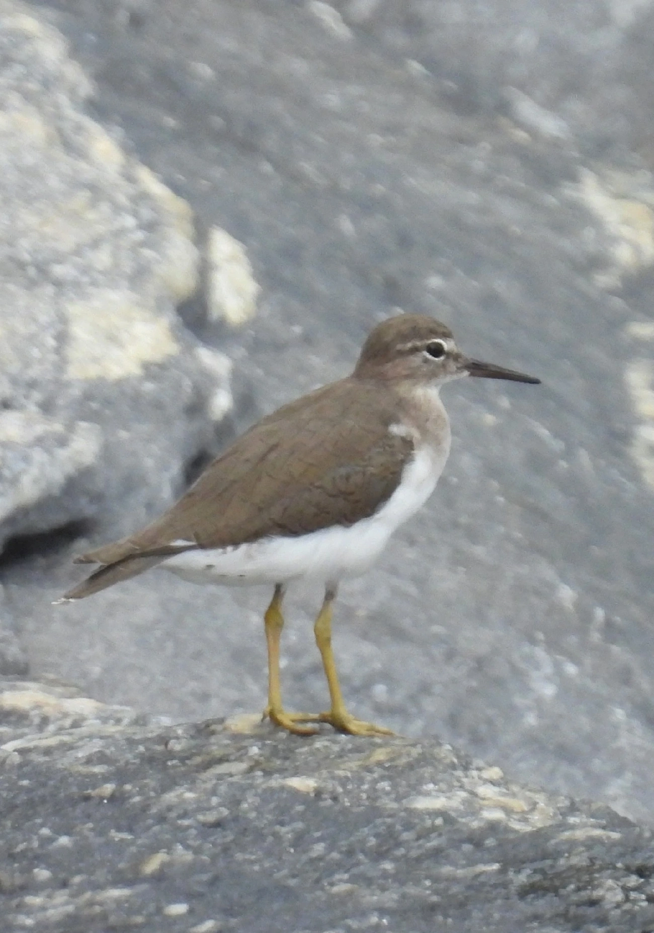 Maçarico-pintado (Actitis macularius), aves, fotografado em São Sebastião