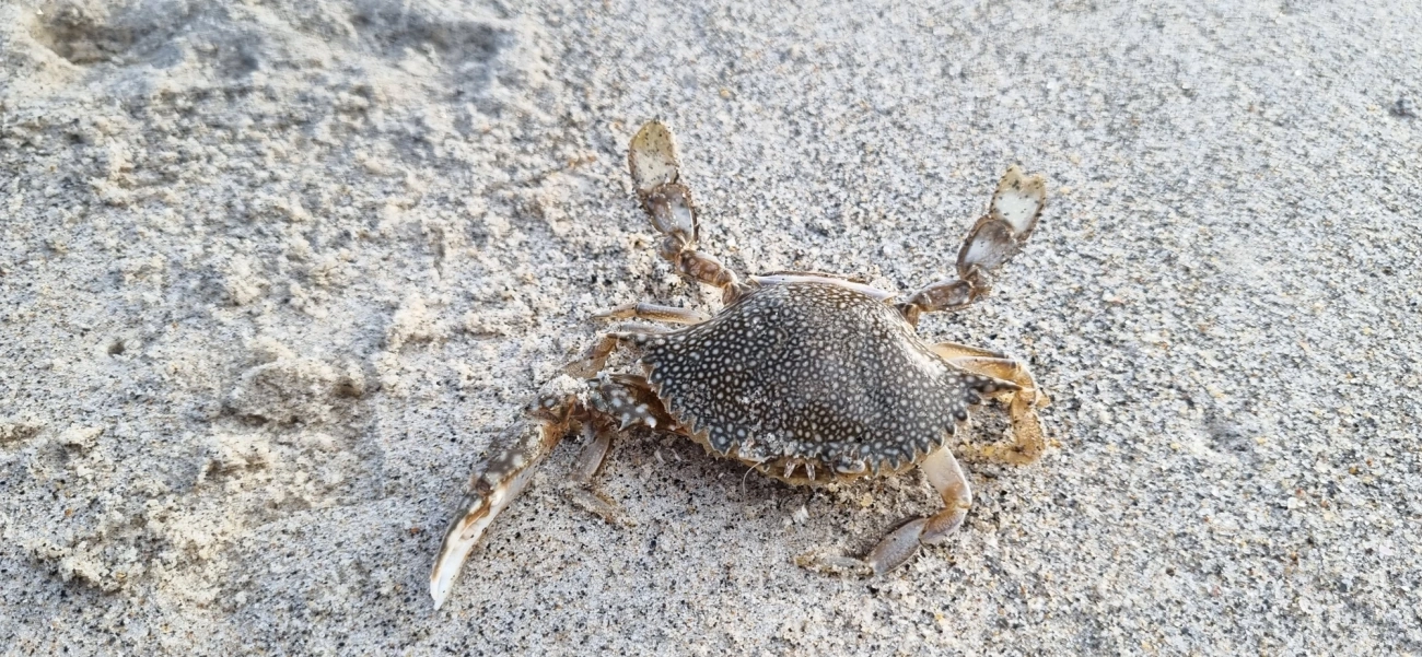 Siri-pintado-do-Atlântico (Arenaeus cribrarius), crustáceos, fotografado em São Sebastião