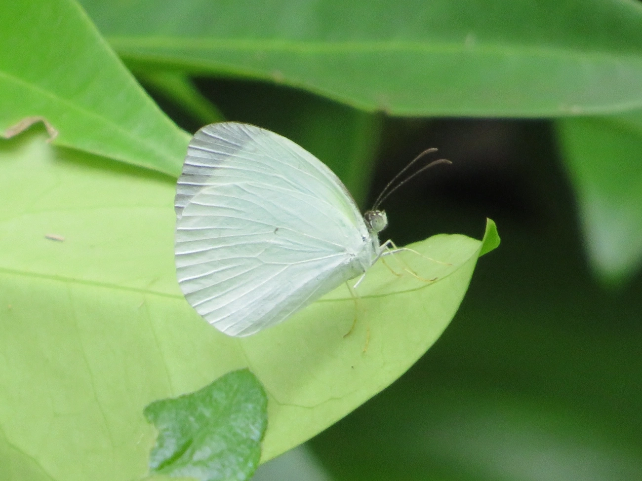 Borboleta-fantasma-amarela (Eurema albula), insetos, fotografado em Maresias, São Sebastião