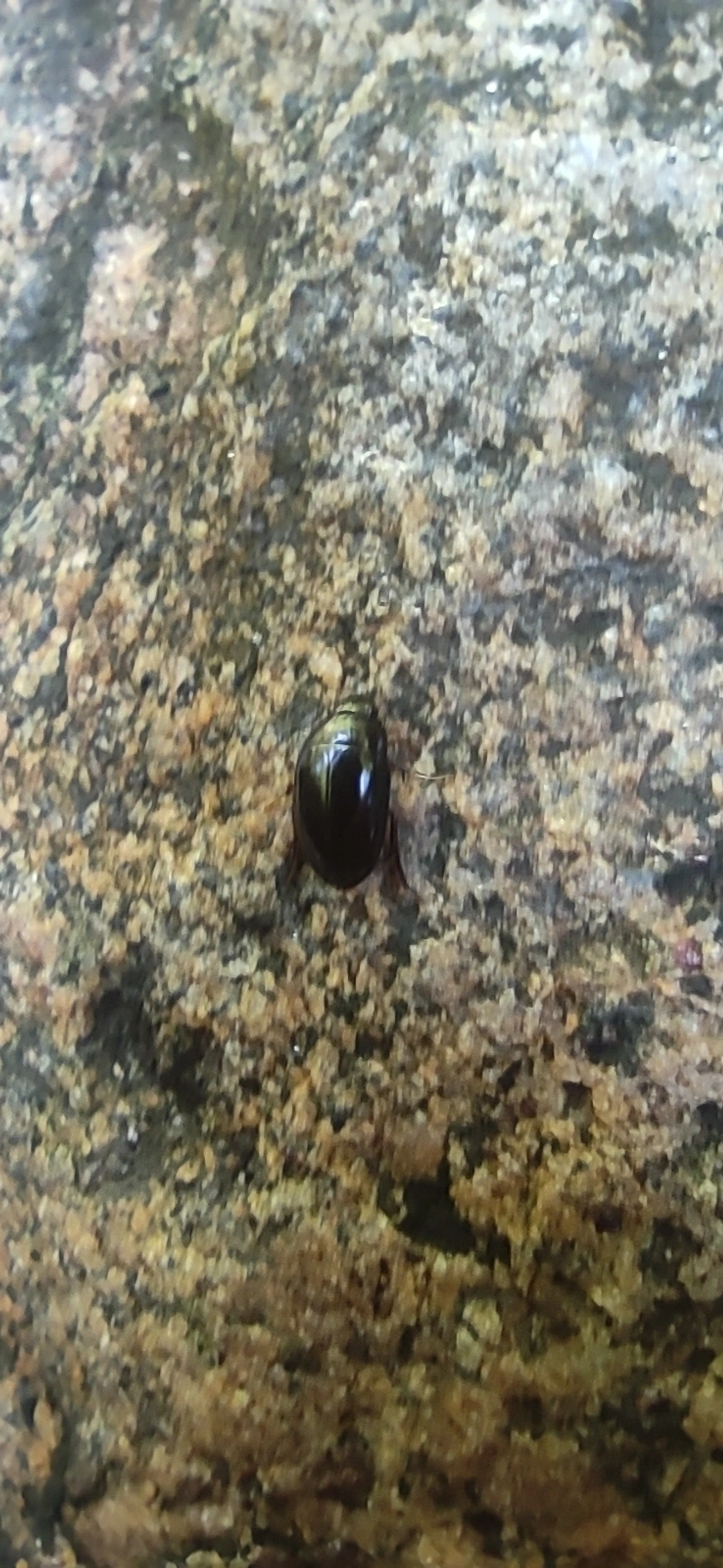 Tropisternus, insetos, fotografado em Maresias, São Sebastião