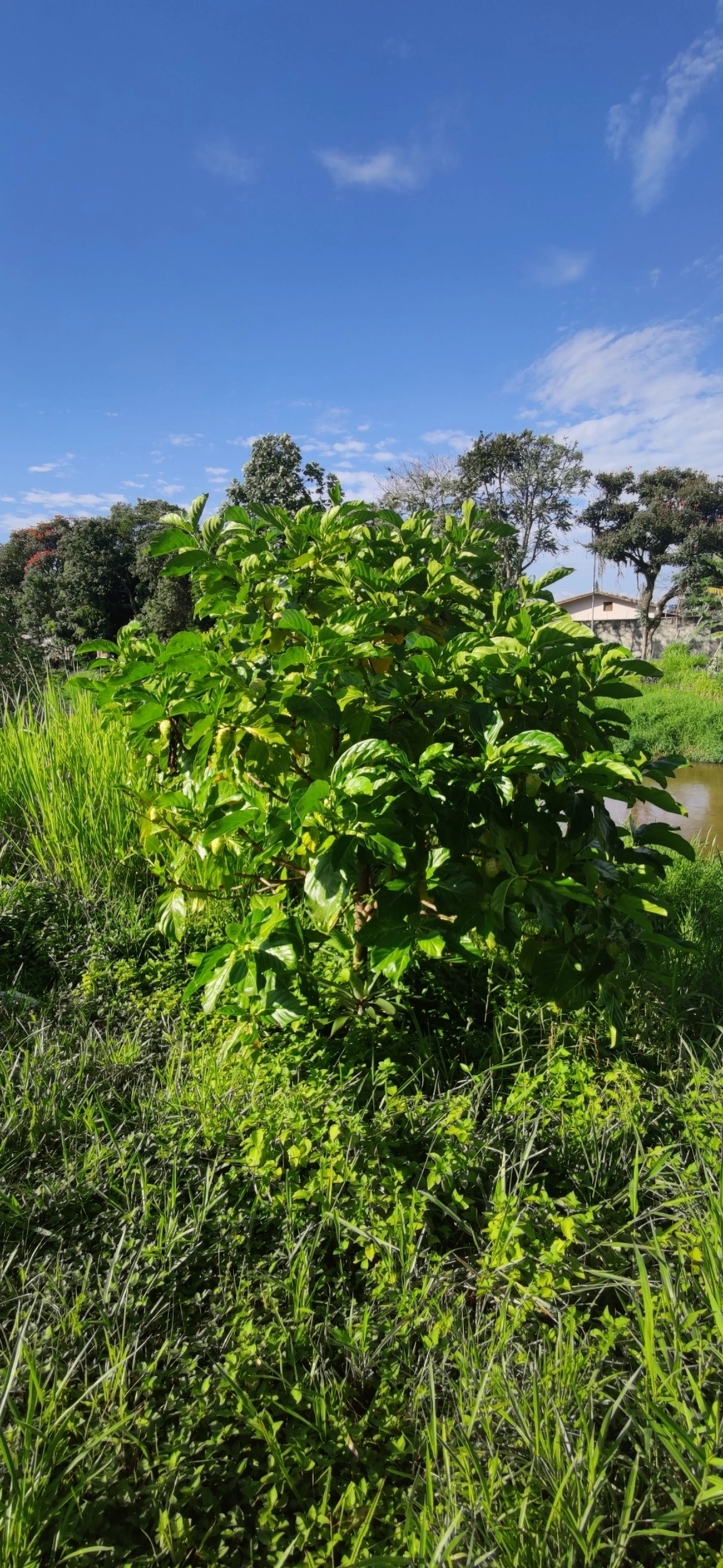 Noni (Morinda citrifolia), plantas, fotografado em Caraguatatuba