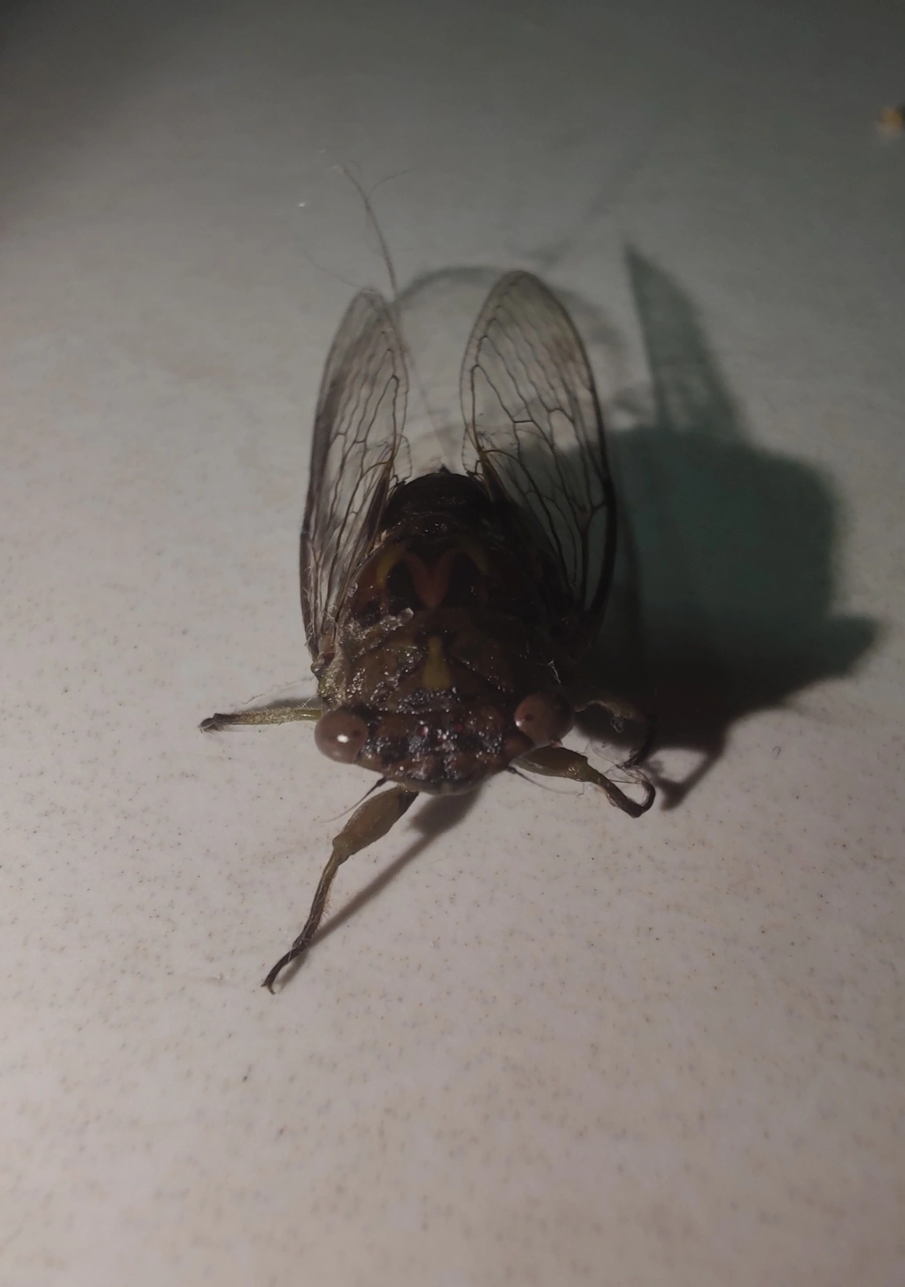 Cigarras (Cicadoidea), insetos, fotografado em Maresias, São Sebastião