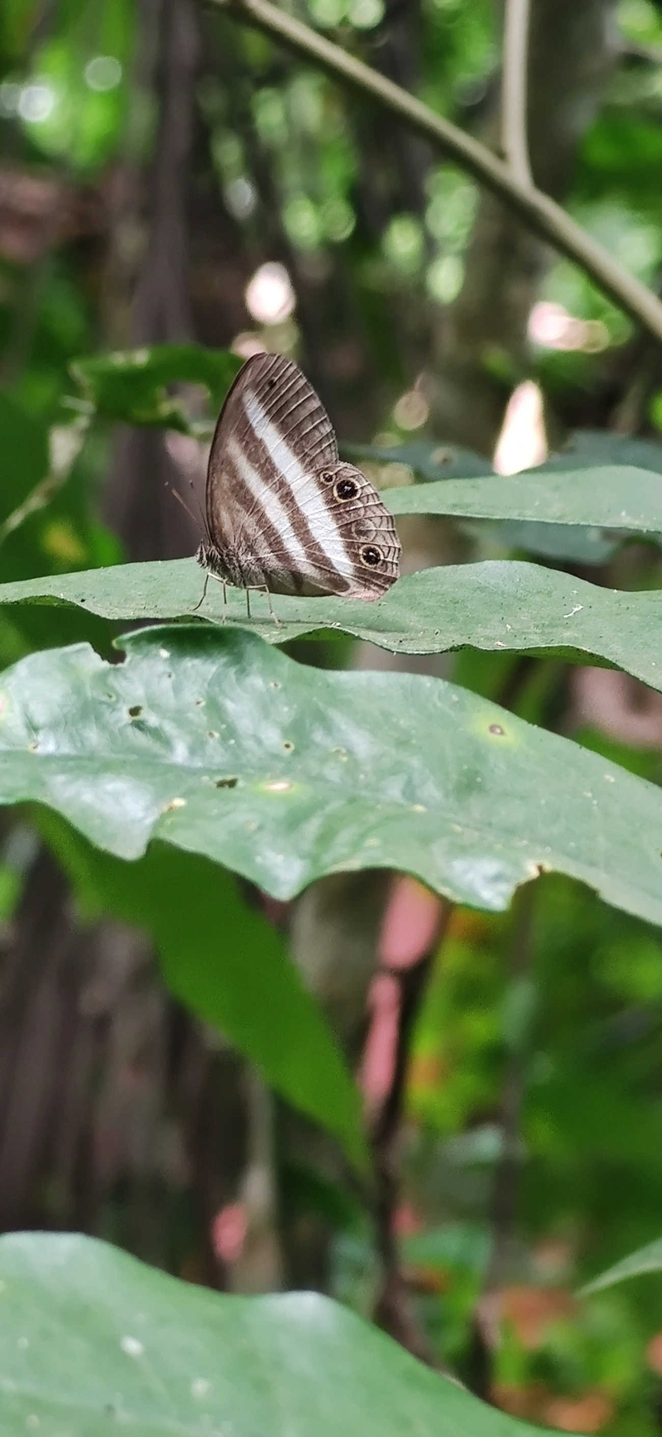 Sátiro-branco (Pareuptychia ocirrhoe), insetos, fotografado em Maresias, São Sebastião