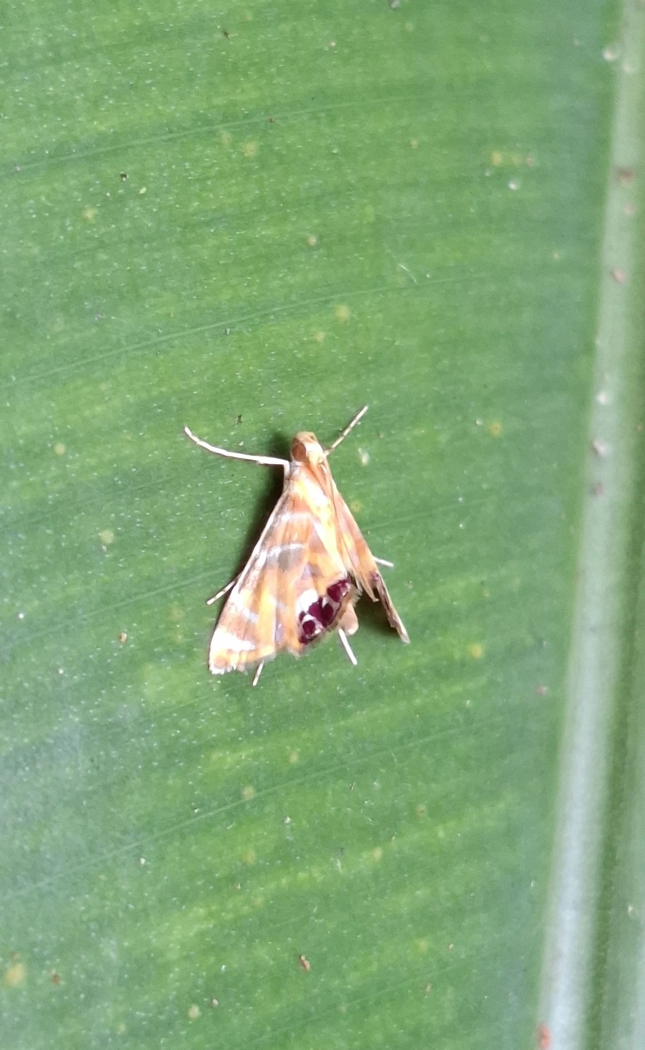 Acentropinae, insetos, fotografado em Maresias, São Sebastião
