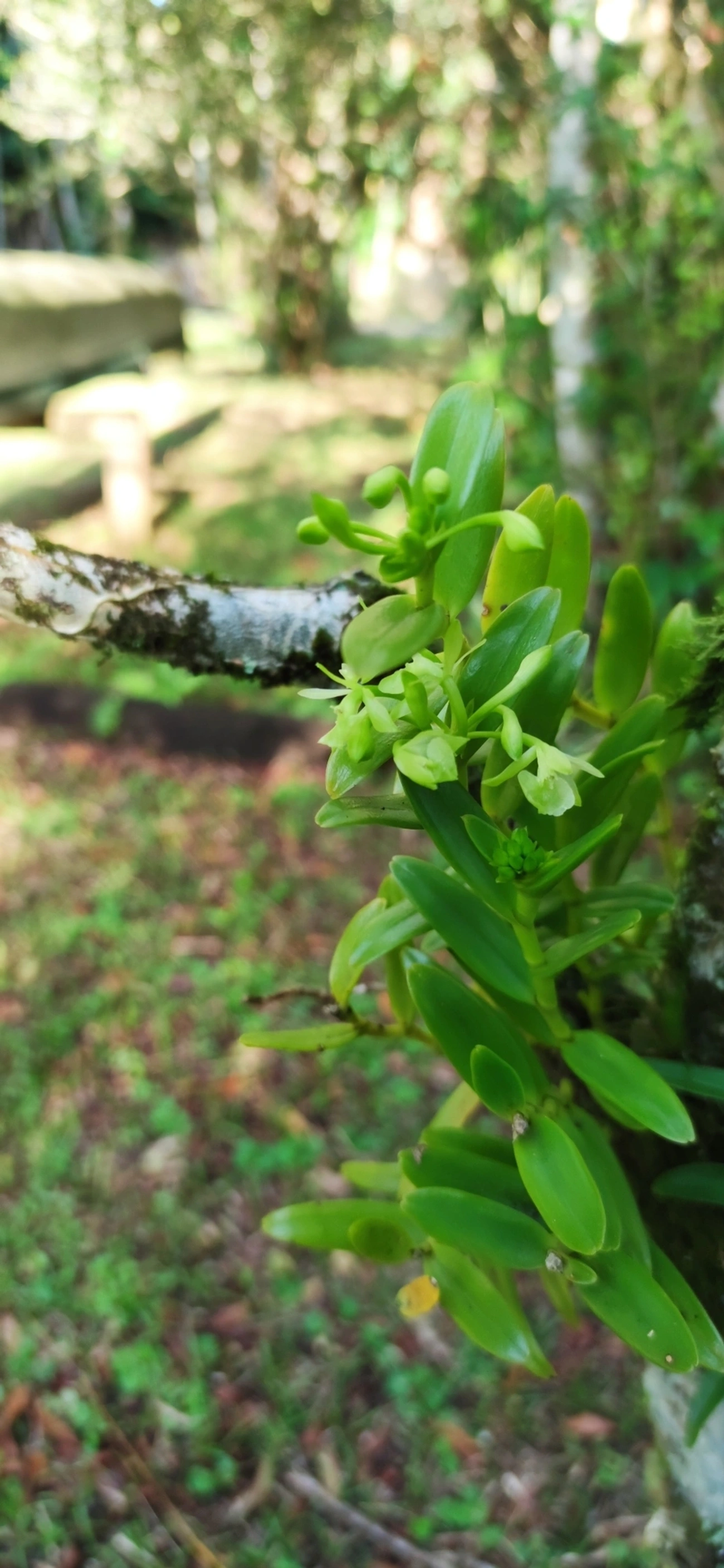 Epidendrum difforme, plantas, fotografado em Maresias, São Sebastião