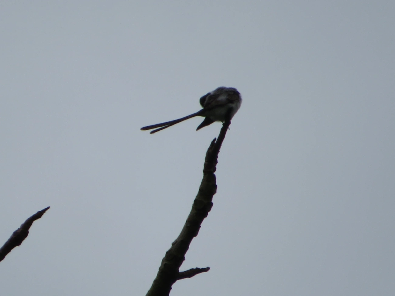 Tesourinha (Tyrannus savana), aves, fotografado em Maresias, São Sebastião