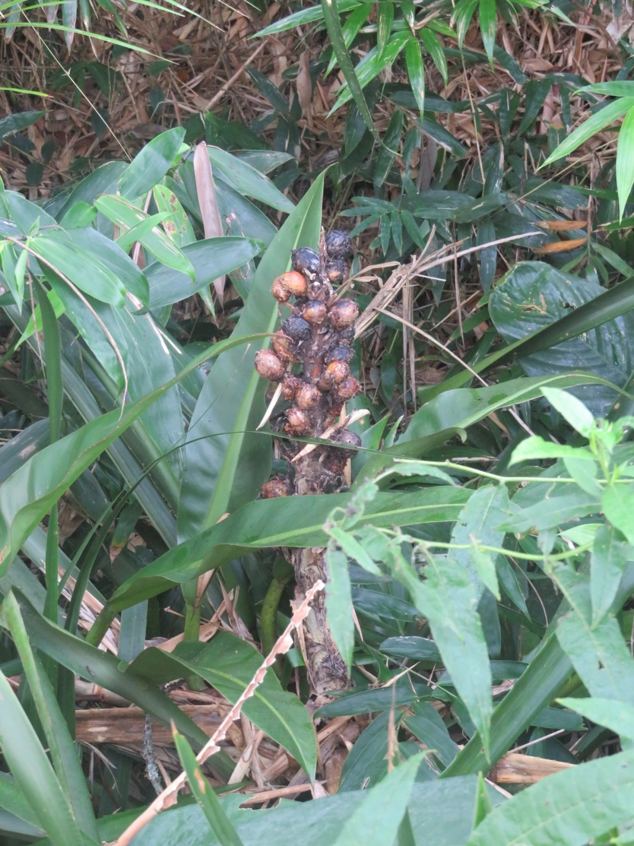 Caraguatá-do-campo (Bromelia antiacantha), plantas, fotografado em Indaiá, Caraguatatuba