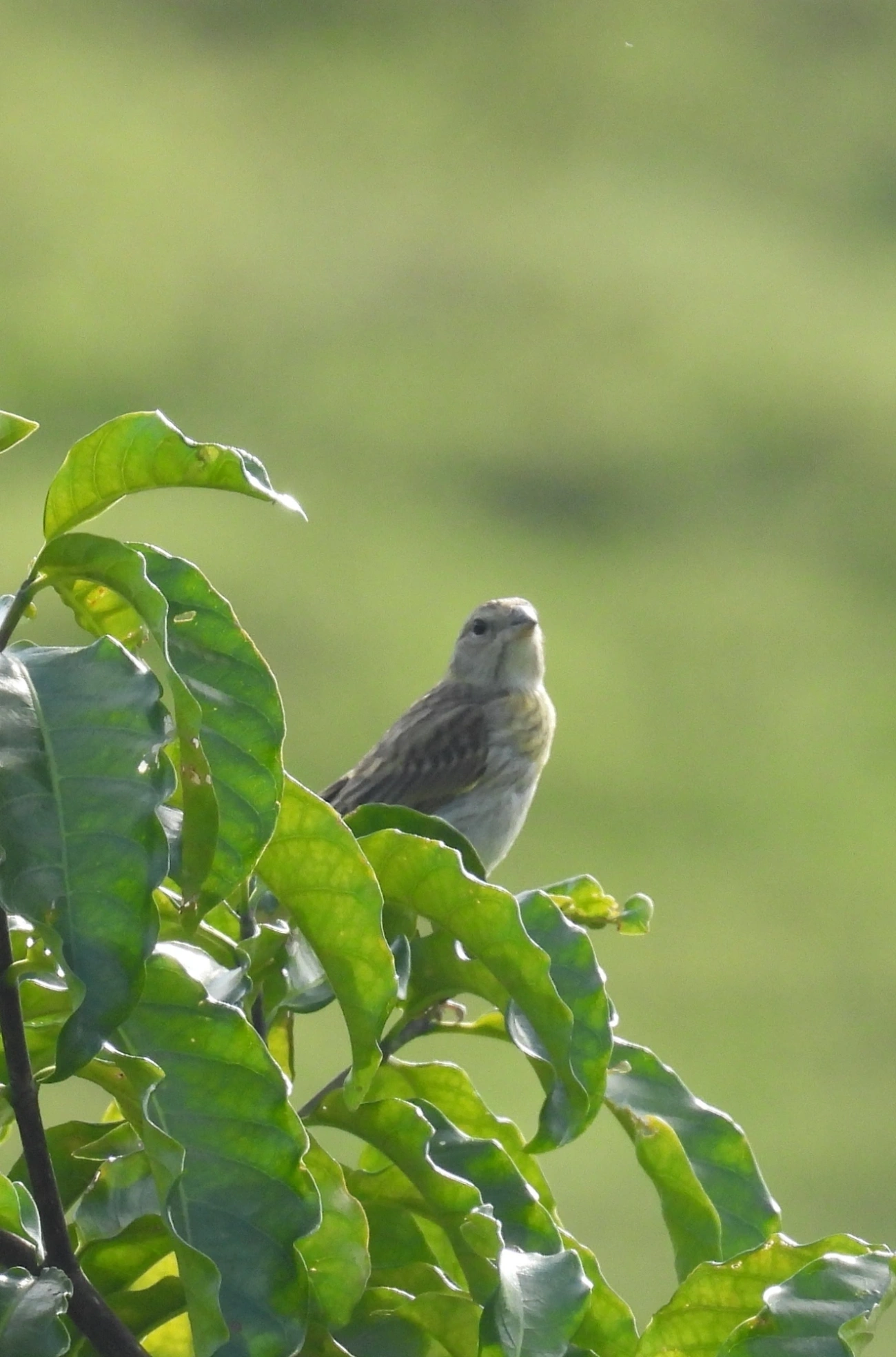 Canário-da-terra-verdadeiro (Sicalis flaveola), aves, fotografado em Queluz