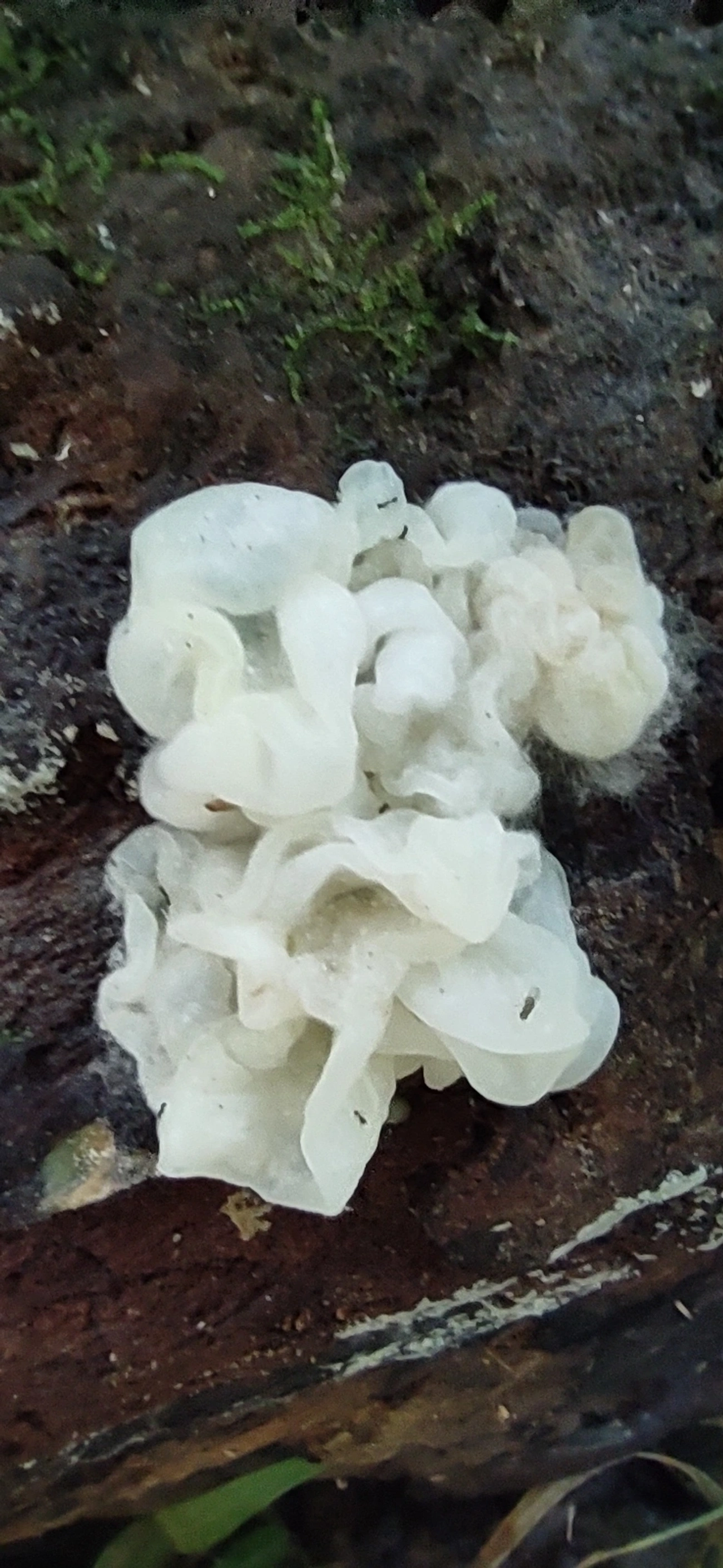 Protohydnum pululahuanum, fungos, fotografado em Maresias, São Sebastião