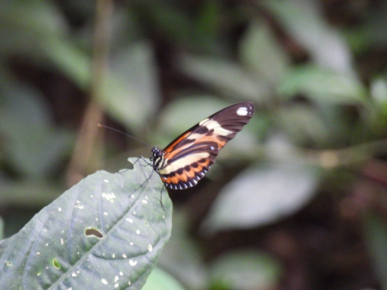 Maria-boba (Heliconius ethilla), insetos, fotografado em Cabreúva
