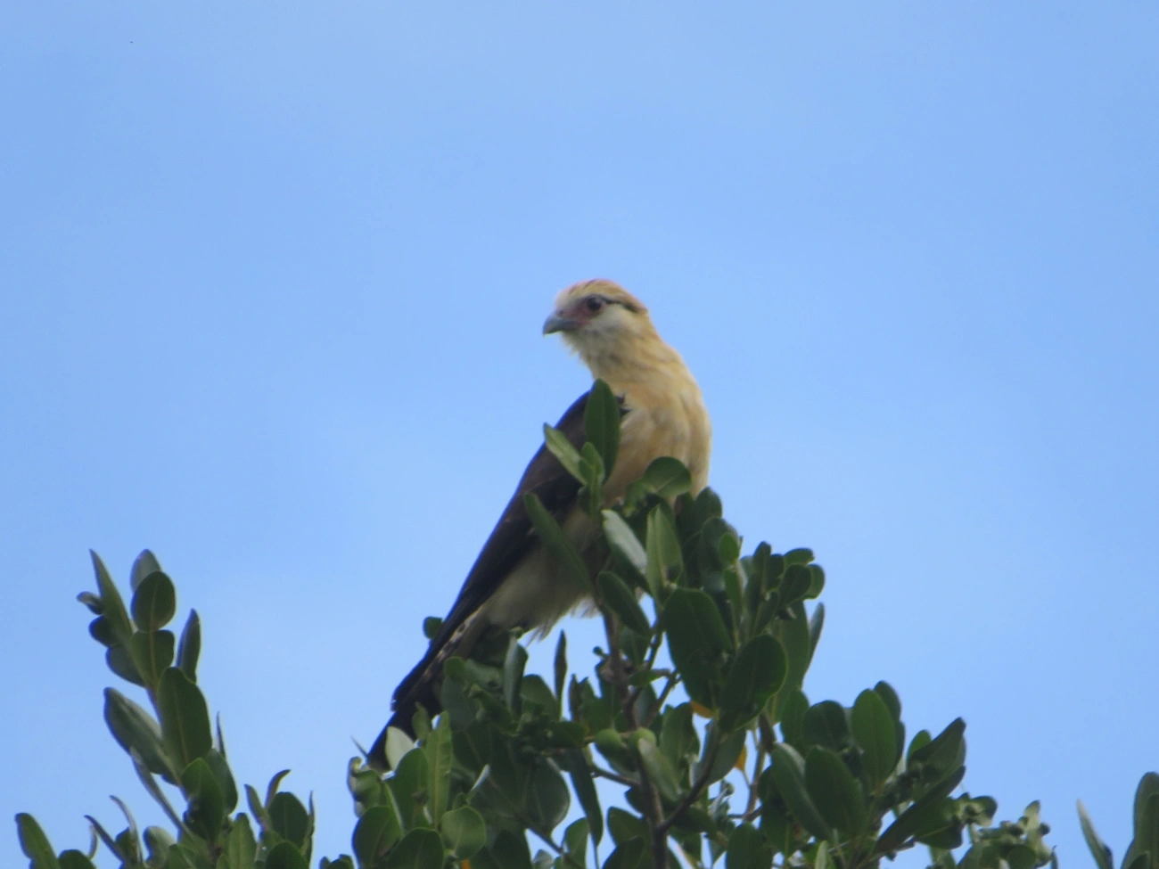 Carrapateiro (Daptrius chimachima), aves, fotografado em Maresias, São Sebastião