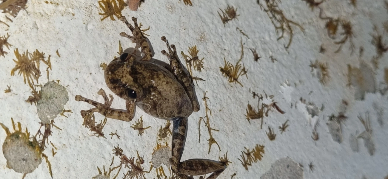 Scinax, anfíbios, fotografado em Maresias, São Sebastião