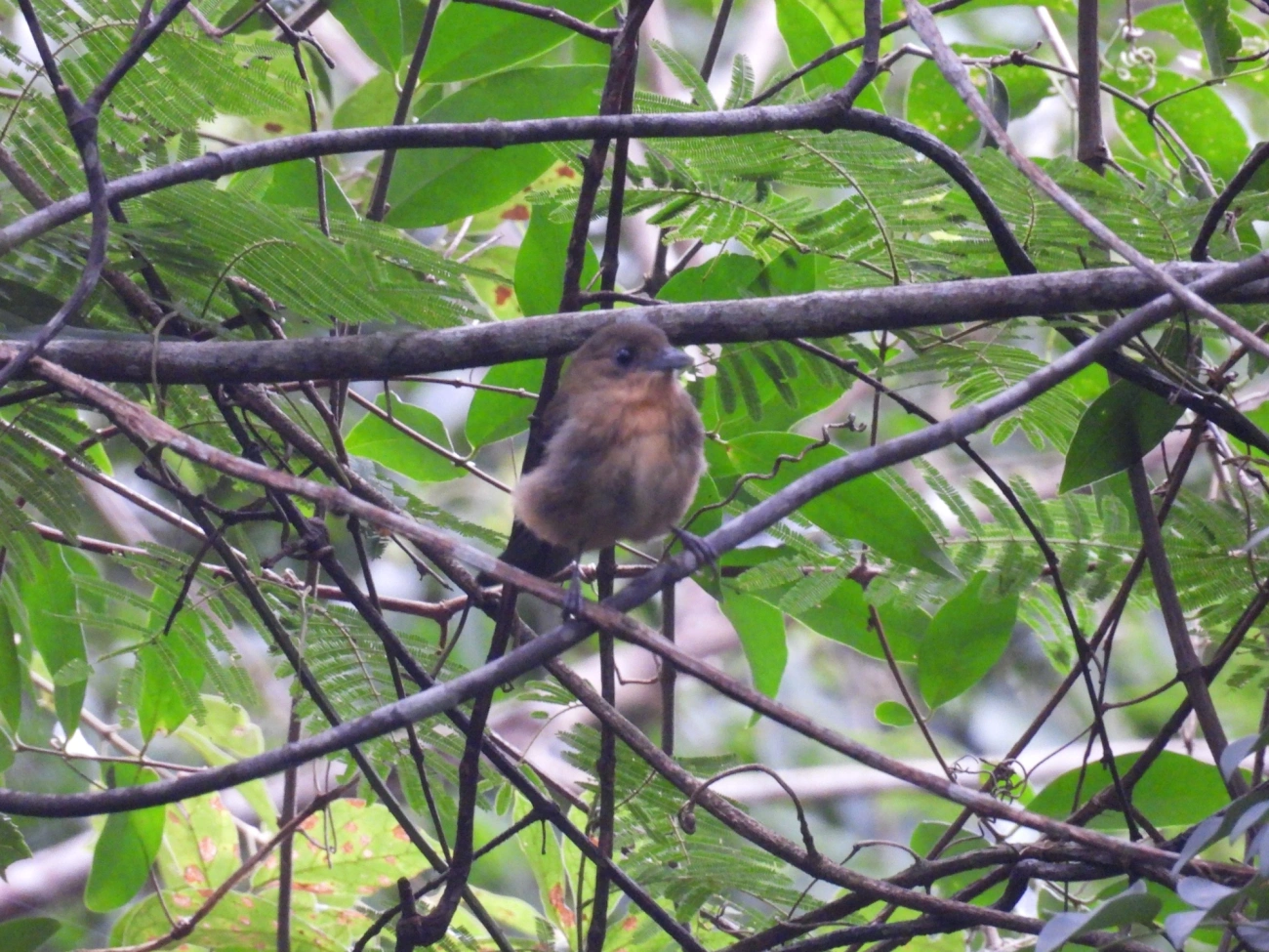 Tiê-de-topete (Trichothraupis melanops), aves, fotografado em Bom Fim do Bom Jesus, Cabreúva