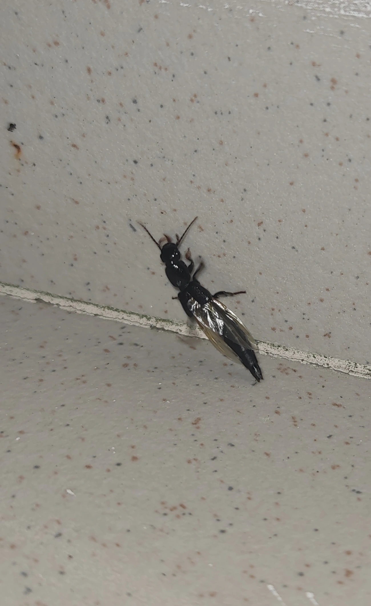 Paederinae, insetos, fotografado em Maresias, São Sebastião