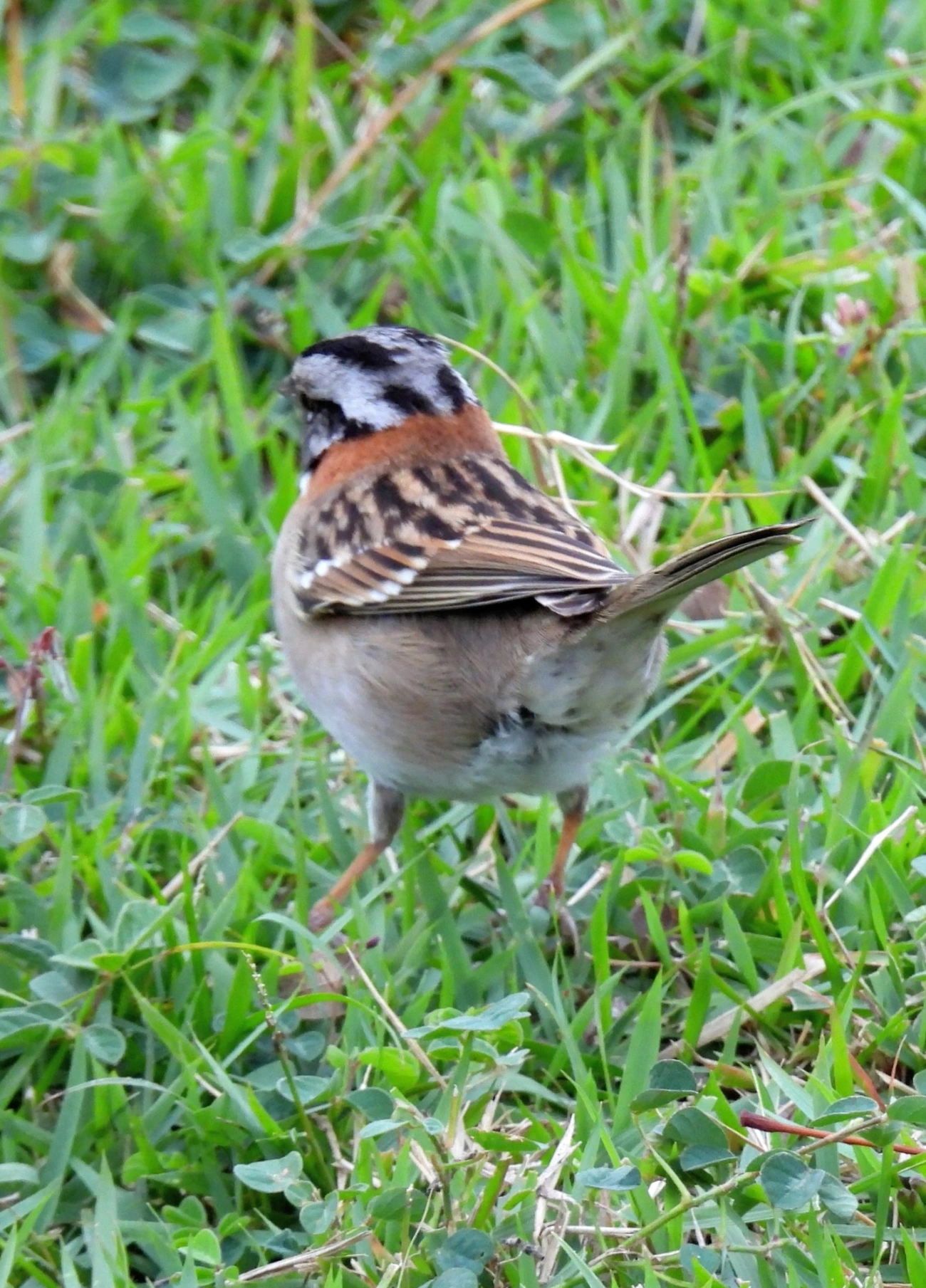 Tico-tico (Zonotrichia capensis), aves, fotografado em Praia da Enseada, São Sebastião