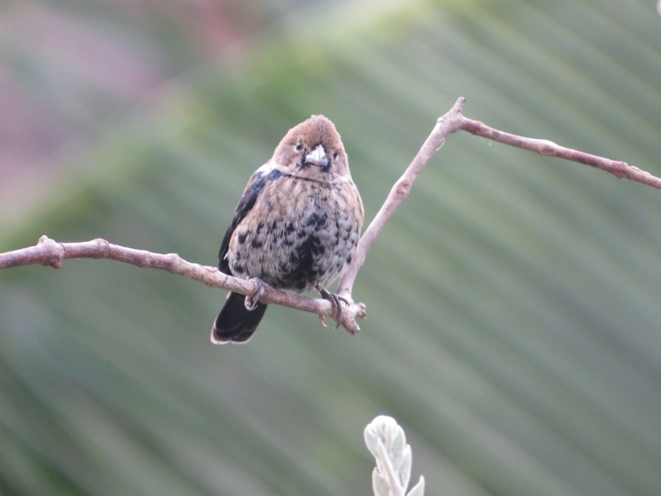 Tiziu (Volatinia jacarina), aves, fotografado em Maresias, São Sebastião