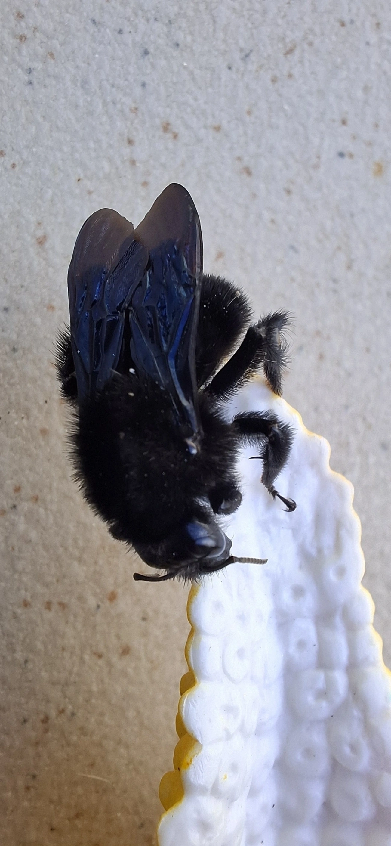 Thoracobombus, insetos, fotografado em Maresias, São Sebastião