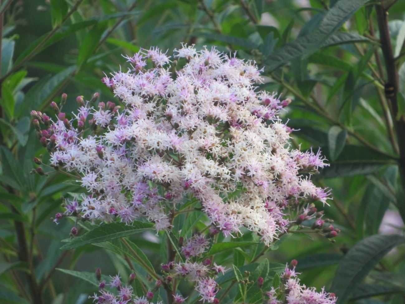 Assa-peixes (Vernonanthura), plantas, fotografado em Maresias, São Sebastião