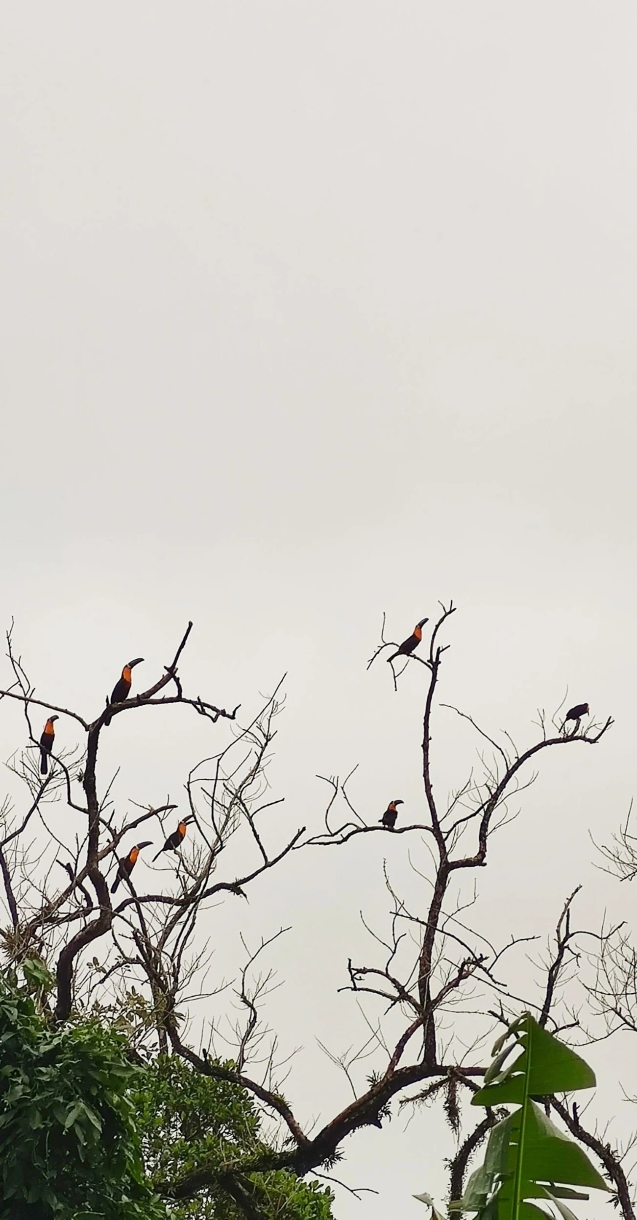 Tucano-de-ariel (Ramphastos vitellinus), aves, fotografado em São Paulo