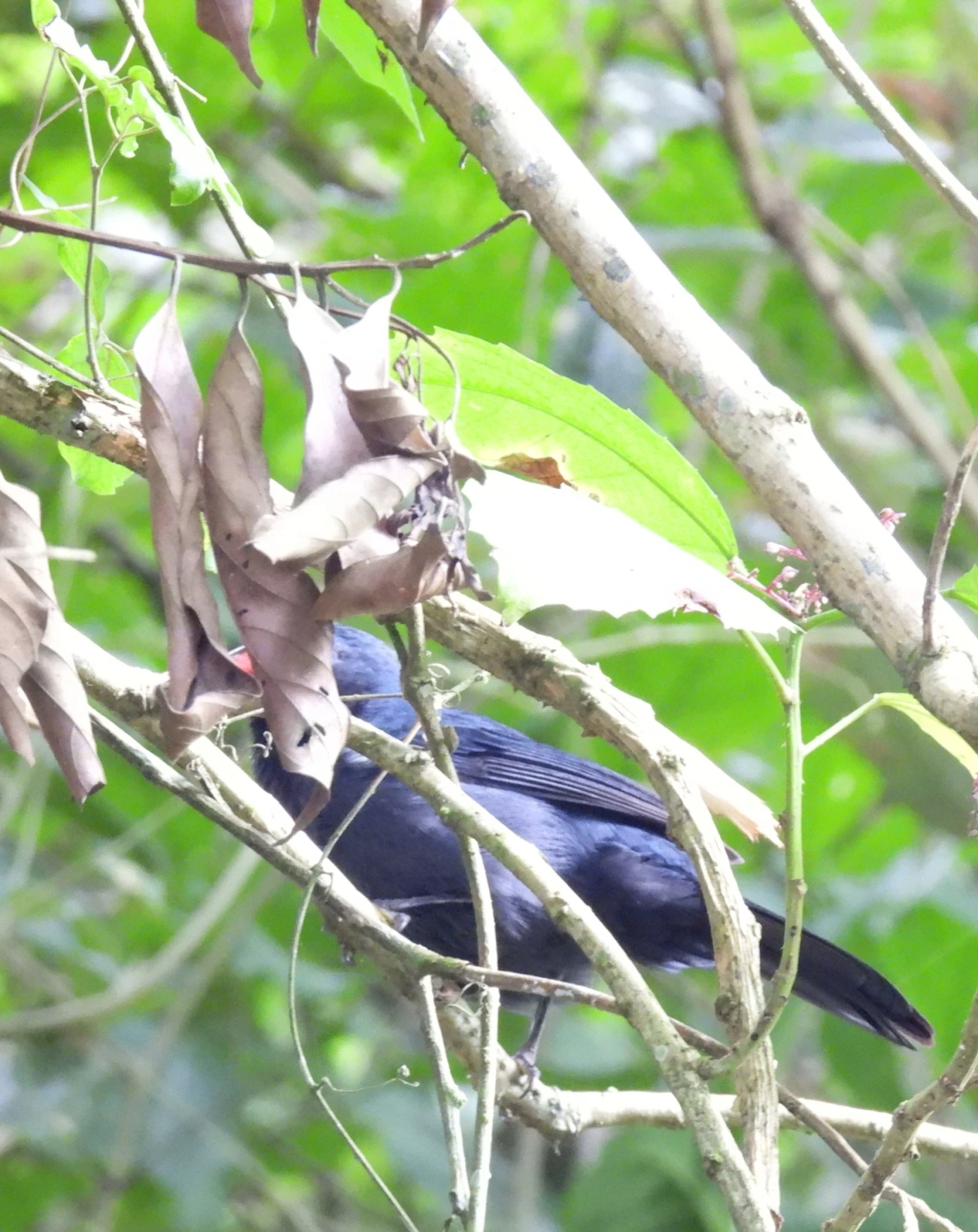 Bico-de-pimenta (Saltator fuliginosus), aves, fotografado em Veloso, Ilhabela