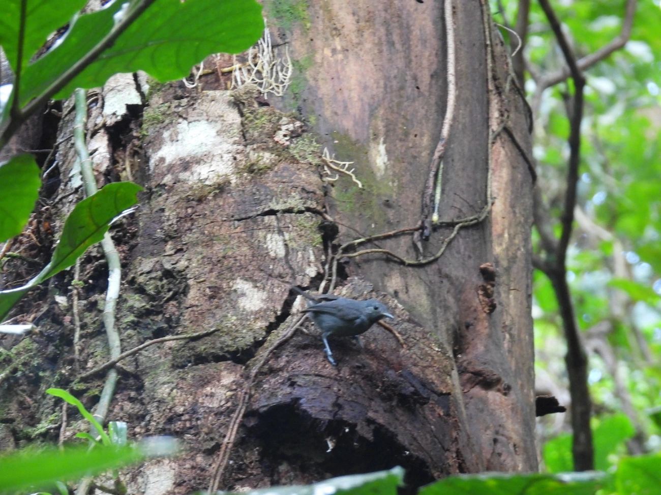 Choquinha-Cinzenta (Myrmotherula unicolor), aves, fotografado em Maresias, São Sebastião