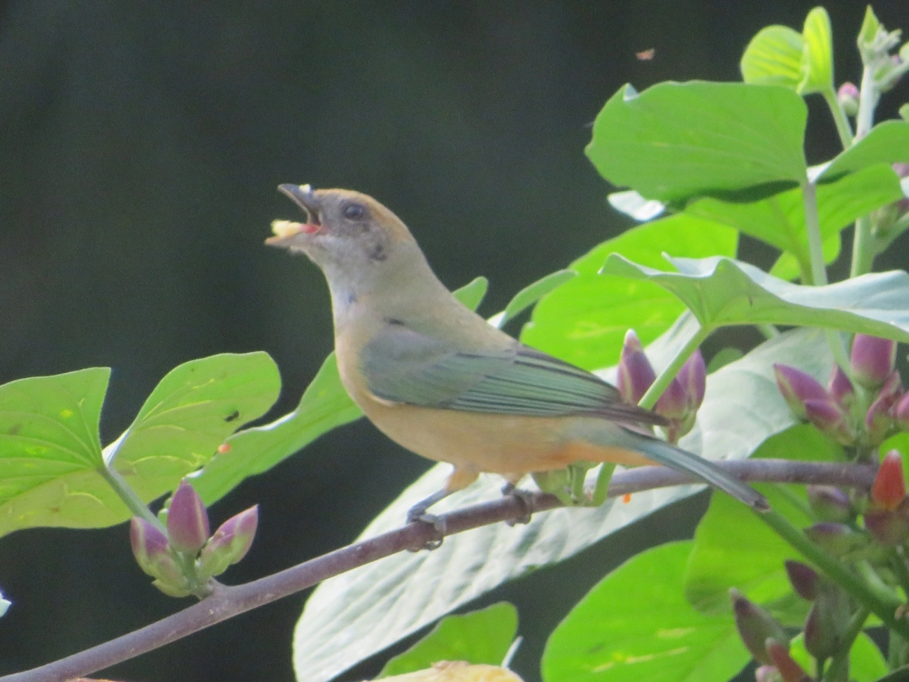Saíra-amarela (Stilpnia cayana), aves, fotografado em Maresias, São Sebastião