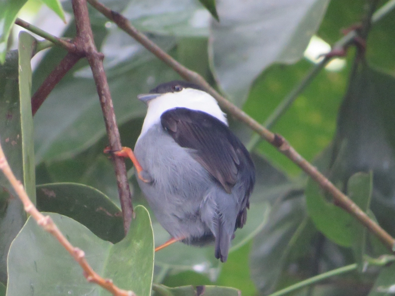 Rendeira (Manacus manacus), aves, fotografado em Maresias, São Sebastião