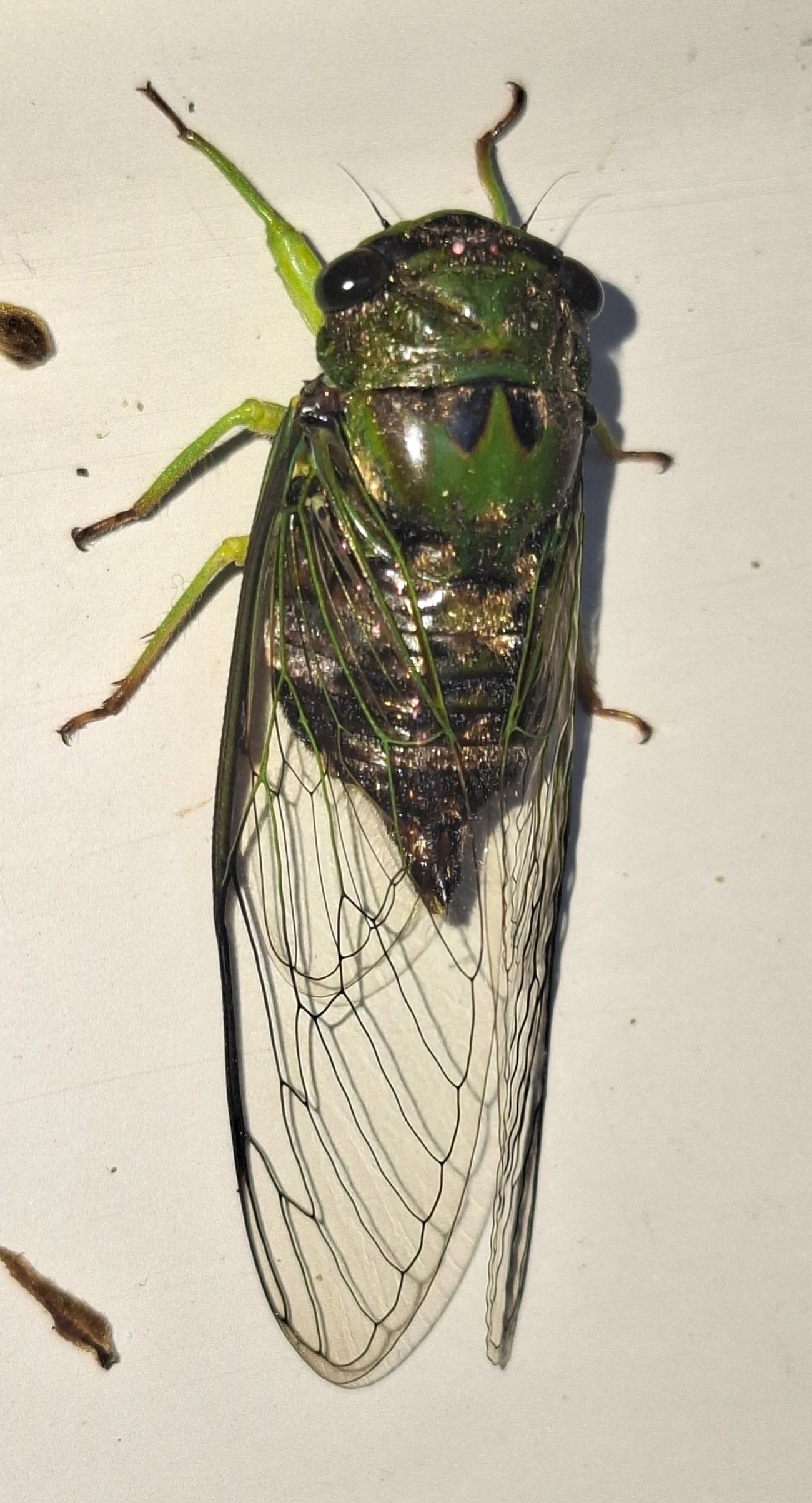 Acanthoventris, insetos, fotografado em Monte Alegre do Sul