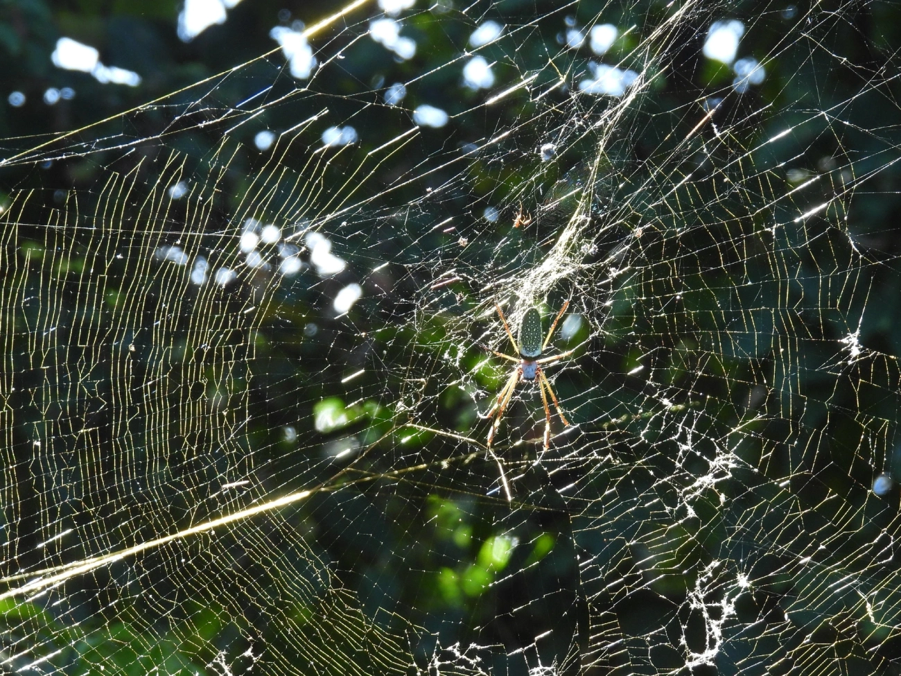 Aranha-de-teia-dourada (Trichonephila clavipes), aracnídeos, fotografado em Maresias, São Sebastião