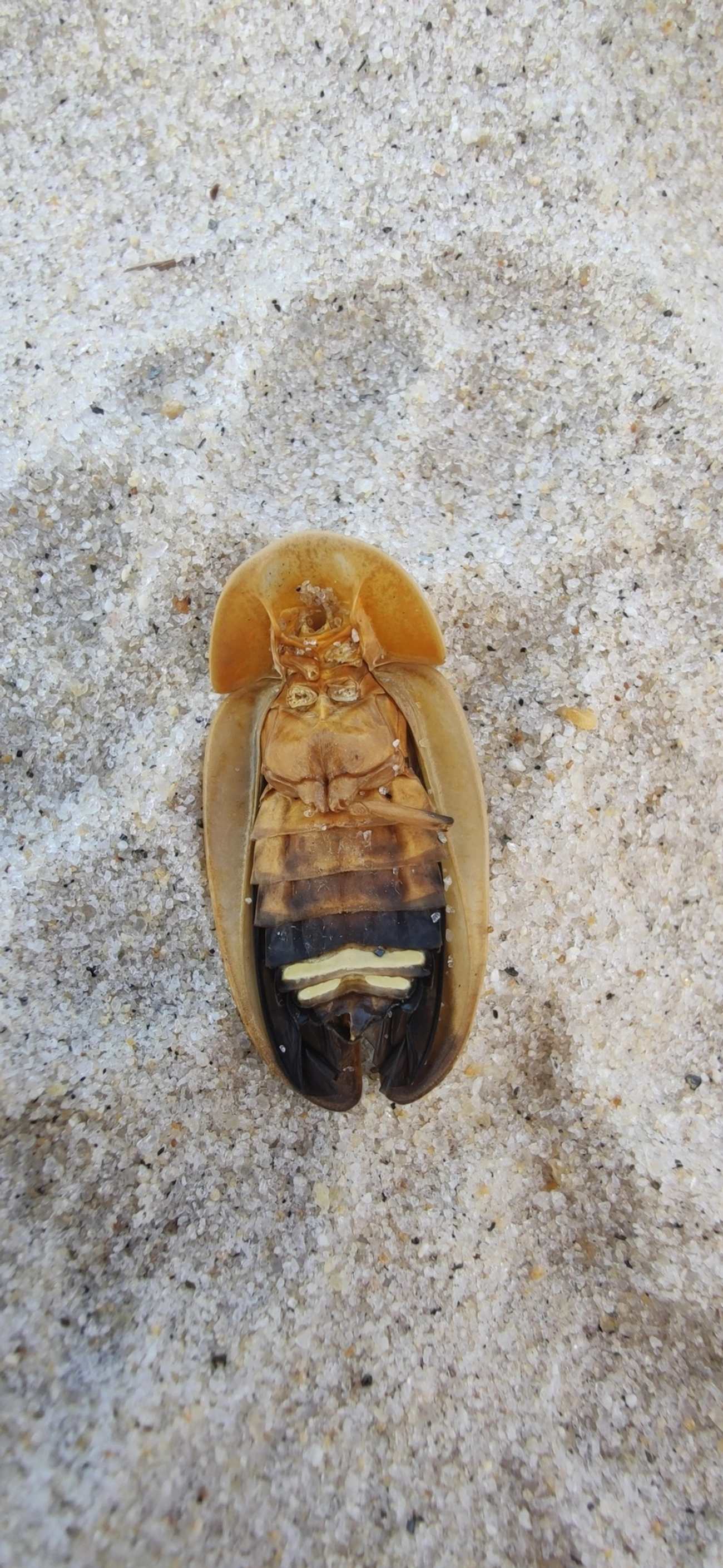 Vaga-lume (Cratomorphus aequalis), insetos, fotografado em São Sebastião