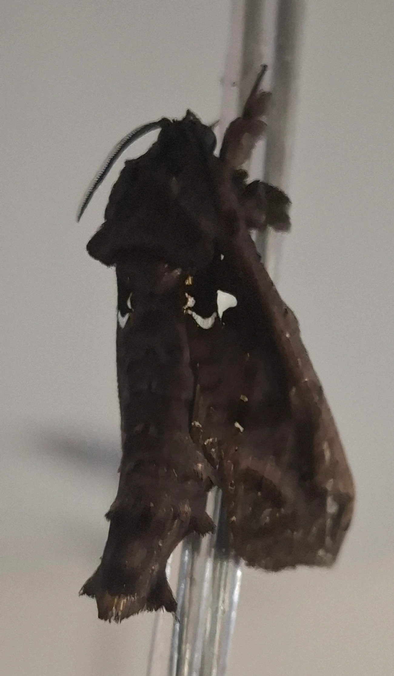 Cara de elefante (Langsdorfia franckii), insetos, fotografado em Maresias, São Sebastião