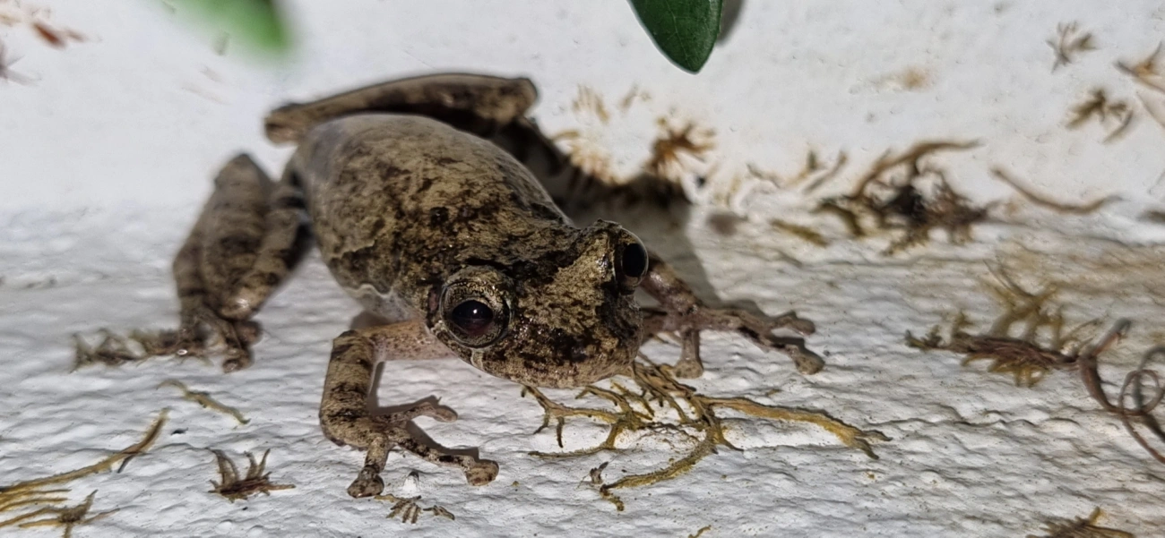 Scinax, anfíbios, fotografado em Maresias, São Sebastião