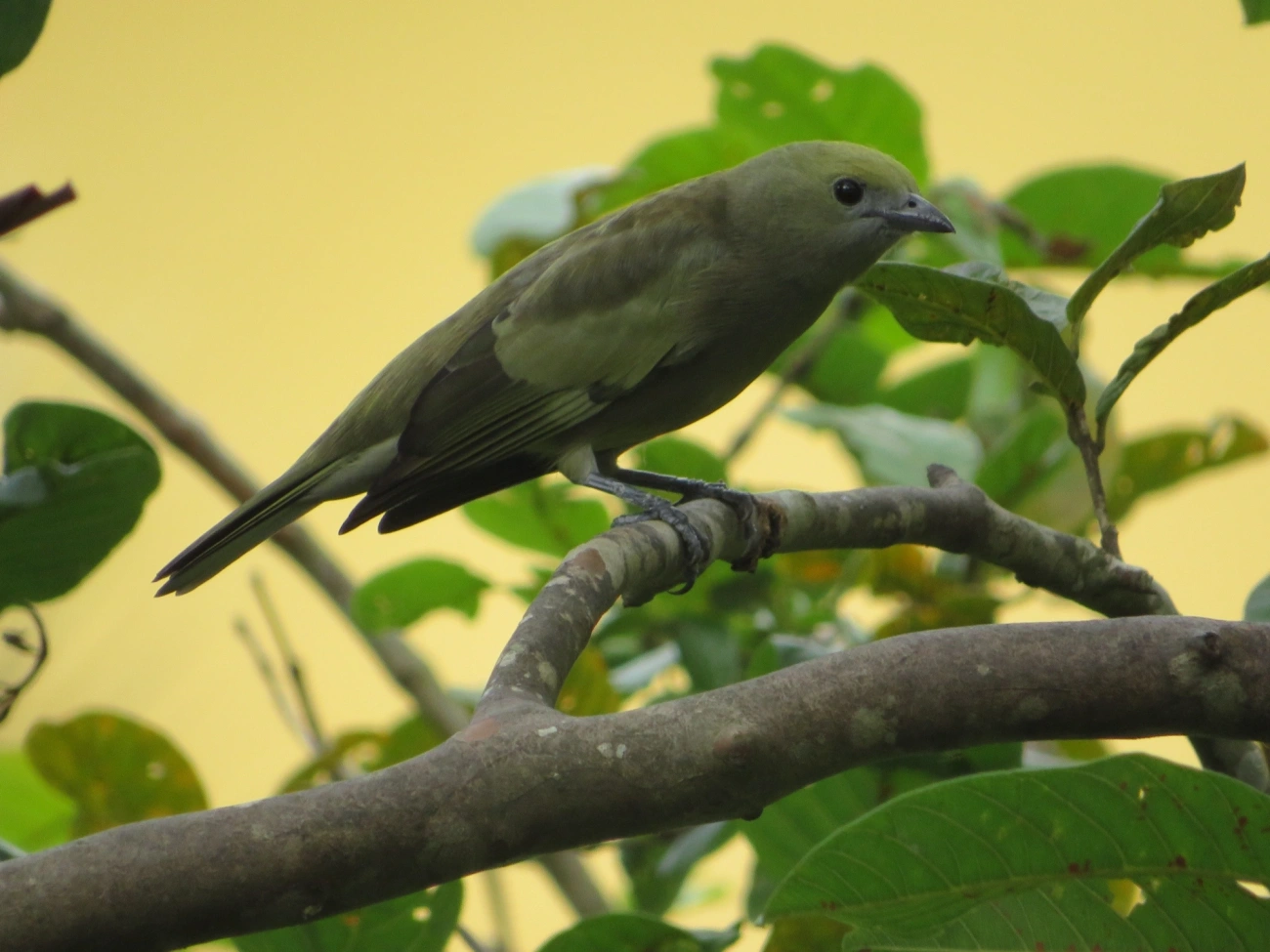 Sanhaço-do-coqueiro (Thraupis palmarum), aves, fotografado em Maresias, São Sebastião