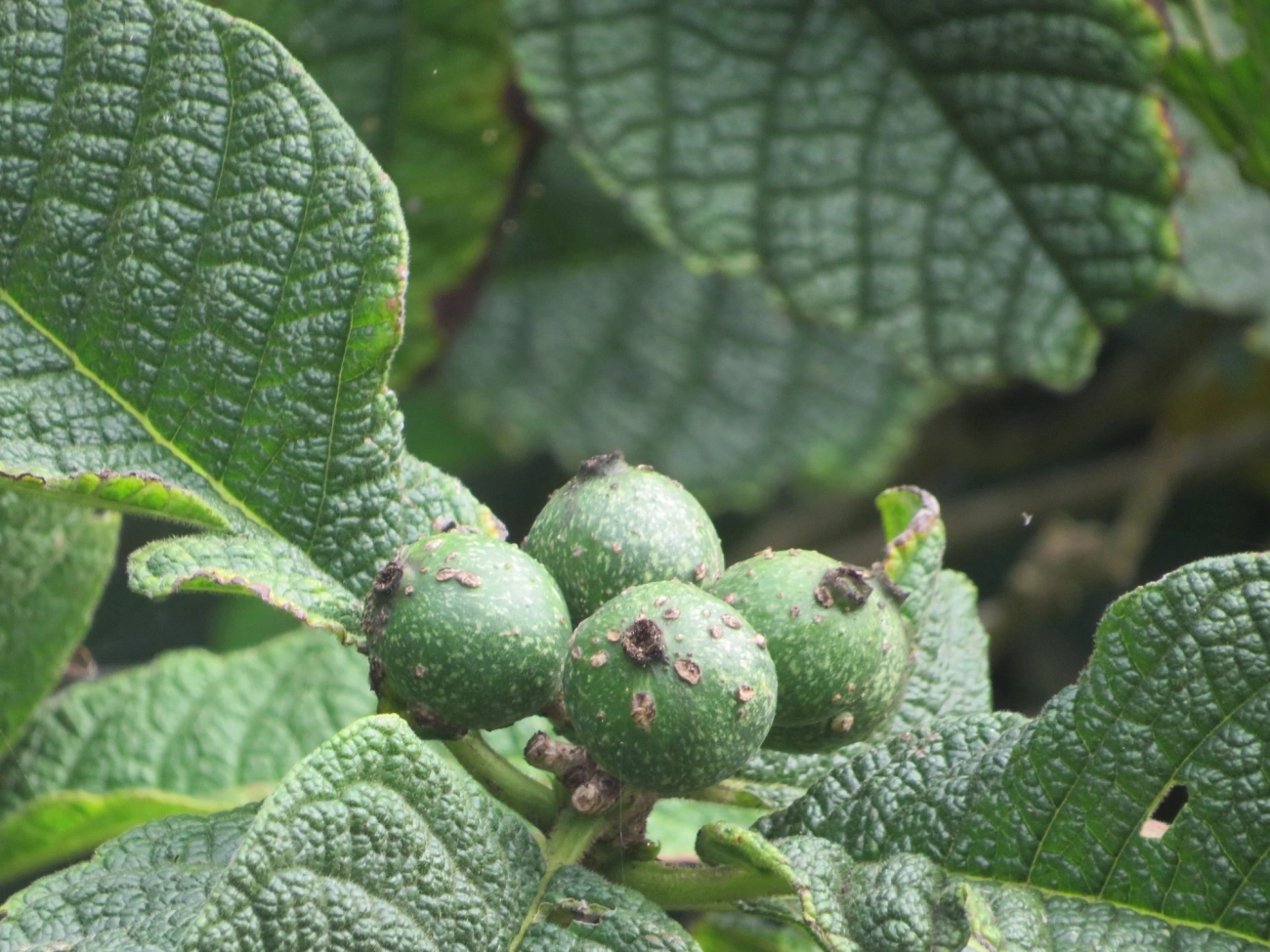 Goiabas (Psidium), plantas, fotografado em Maresias, São Sebastião