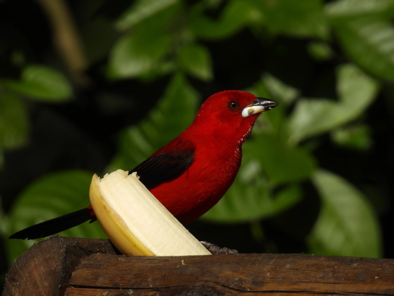 Tiê-sangue (Ramphocelus bresilius), aves, fotografado em Resende