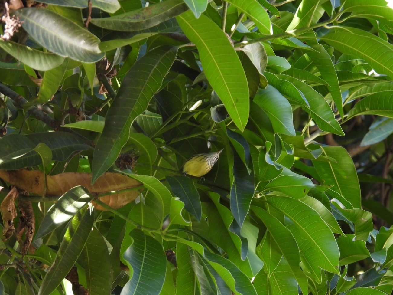 Zidedê (Terenura maculata), aves, fotografado em Resende