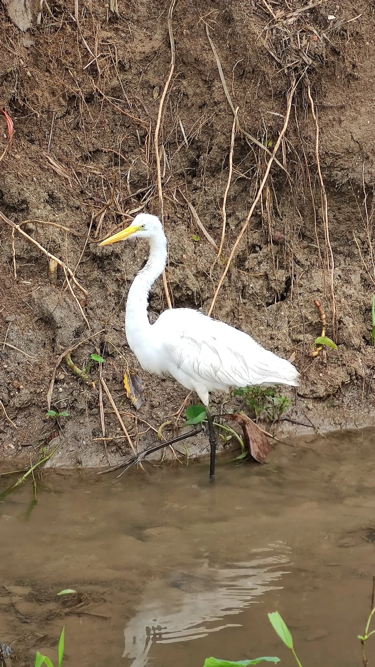 Garça-branca-grande (Ardea alba), aves, fotografado em Maresias, São Sebastião