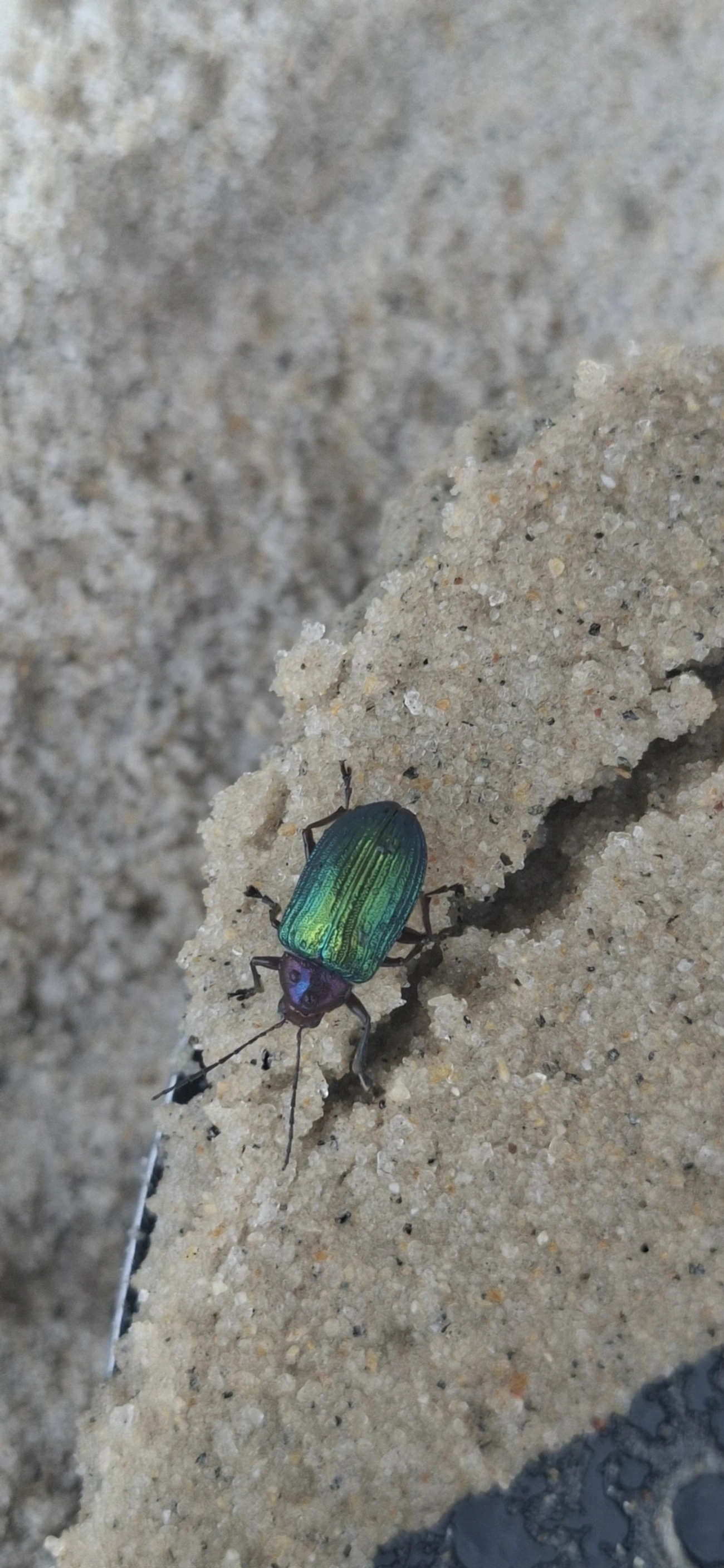 Metaxyonycha, insetos, fotografado em Maresias, São Sebastião
