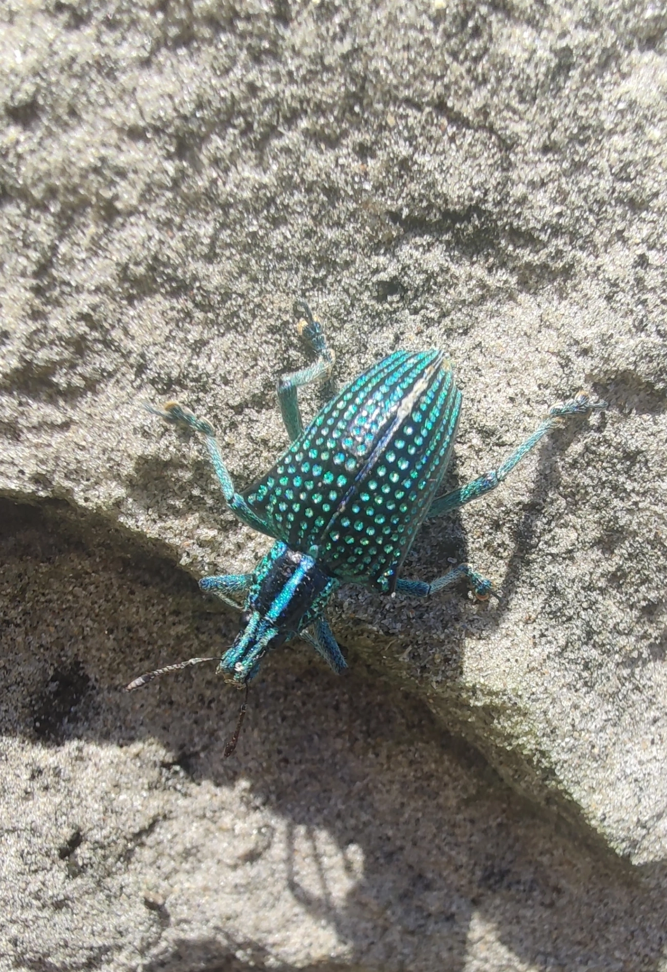 Gorgulho-diamante (Entimus imperialis), insetos, fotografado em Maresias, São Sebastião
